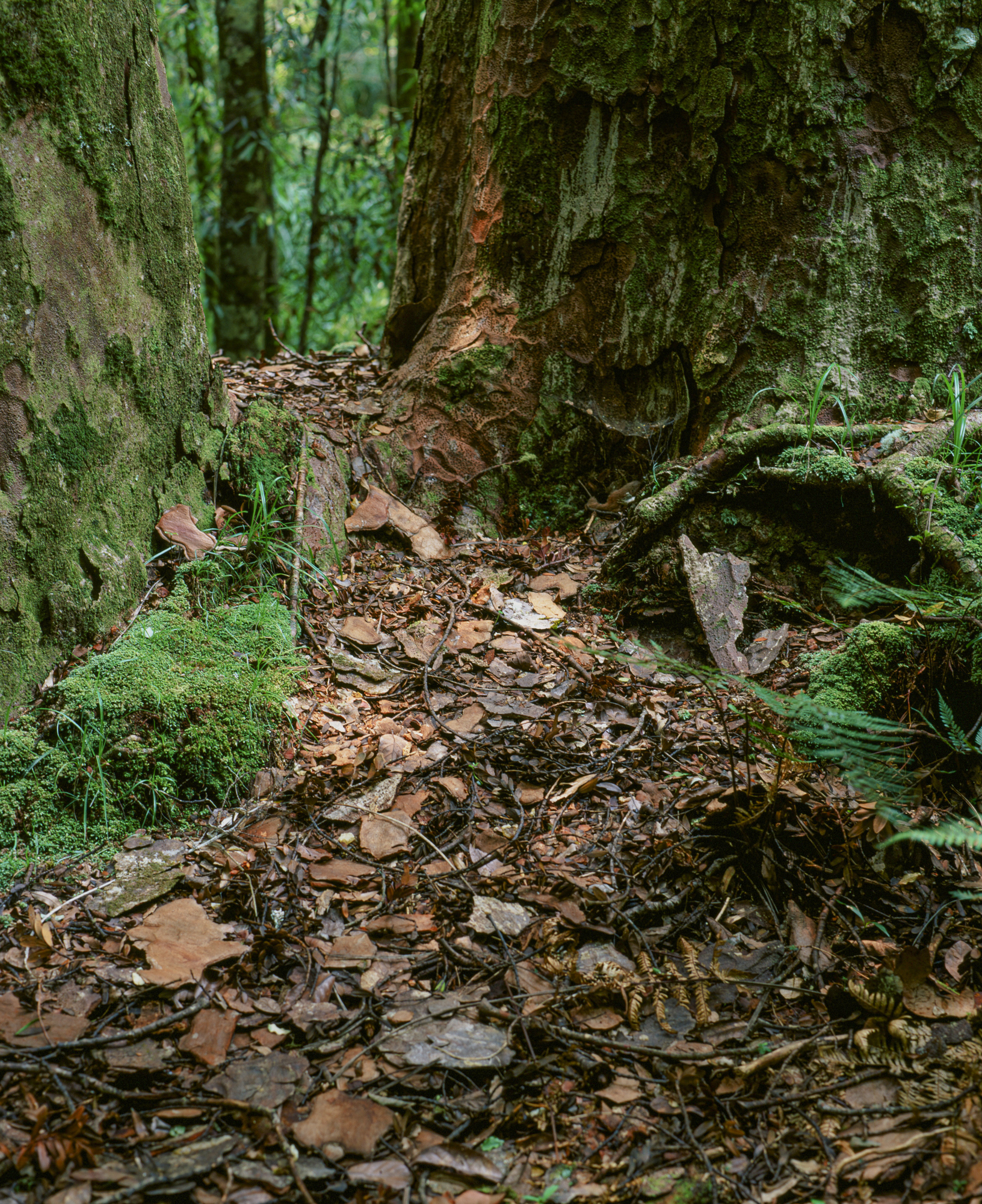 Forest floor between two mature kauri trunks, Trounson Kauri Park.Photograph by H. H.