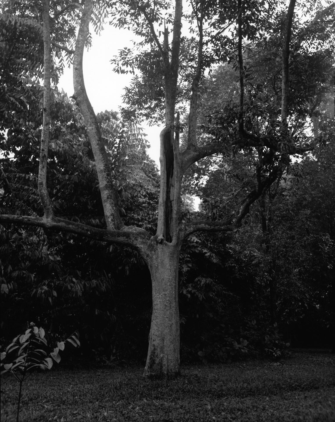 Old Durian Tree, Rimbun Dahan, Malaysia, 2009