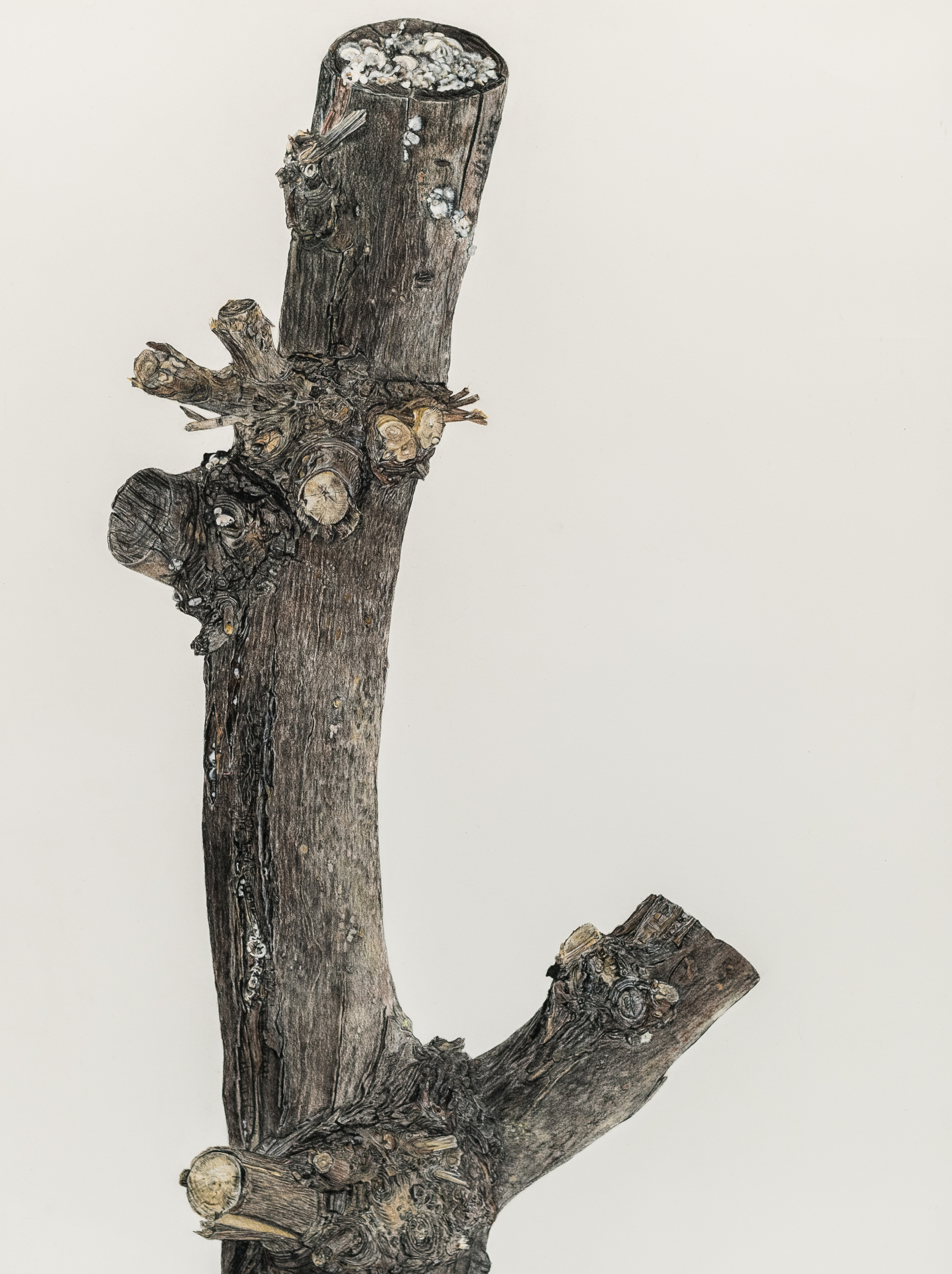 The Rose GardenEver Gold Projects, November 9 – December 21, 2019