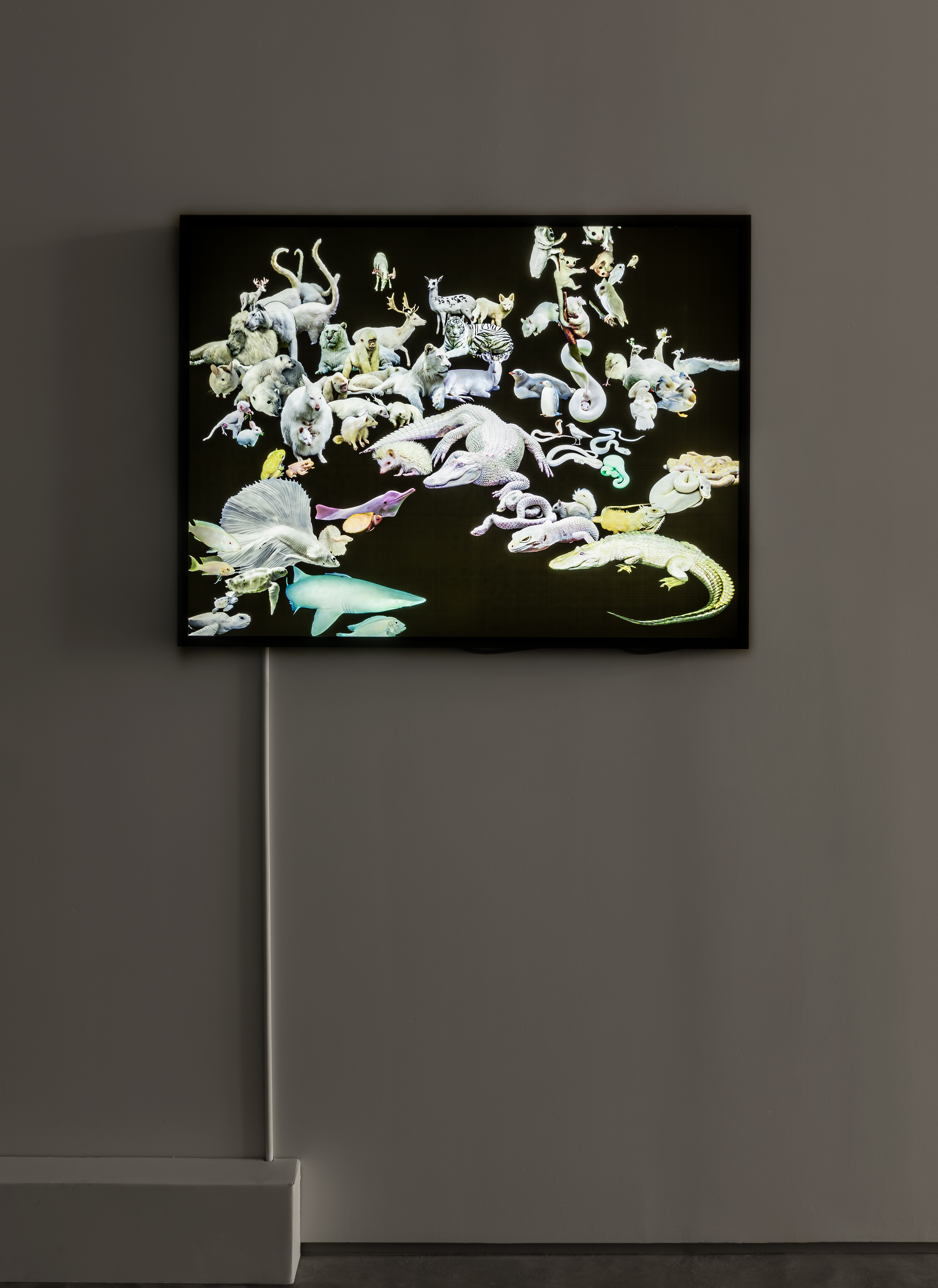 Pınar Yoldaş, Regnum Alba, 2015, digital duratrans lightbox, 100 x 70 cm. 