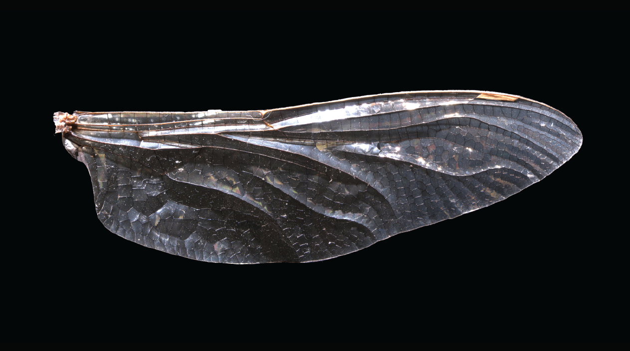 Dragonfly wings informed the tessellated pattern system.