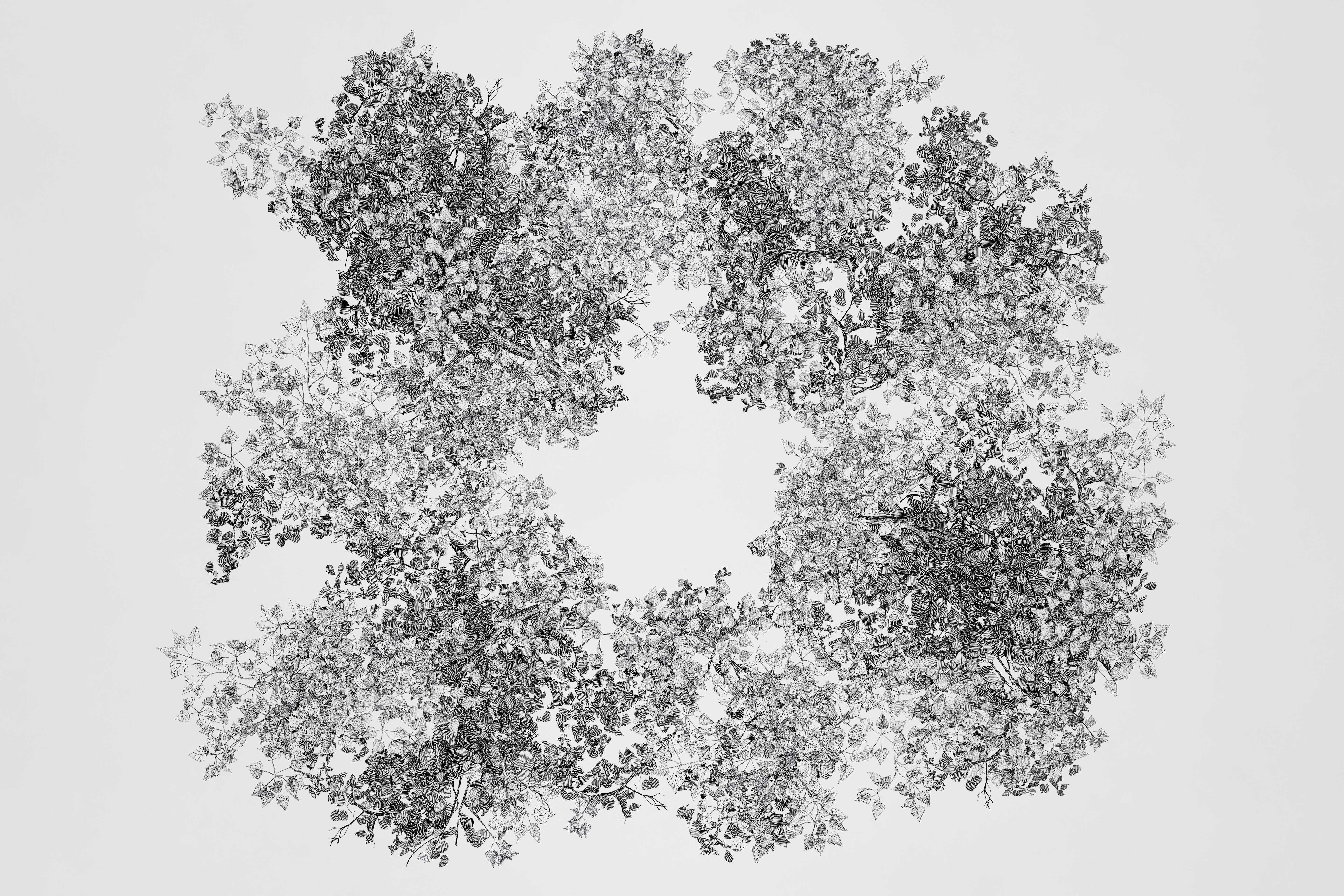 Black Poplar Tree, digitally composed ink drawing, 3,629 x 3,833 mm - Buckinghamshire County Museum