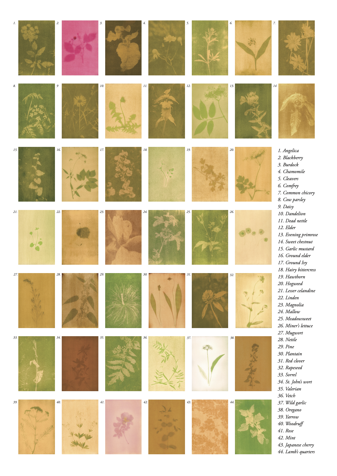 We've always been here for you. The magical power of forgotten plants.