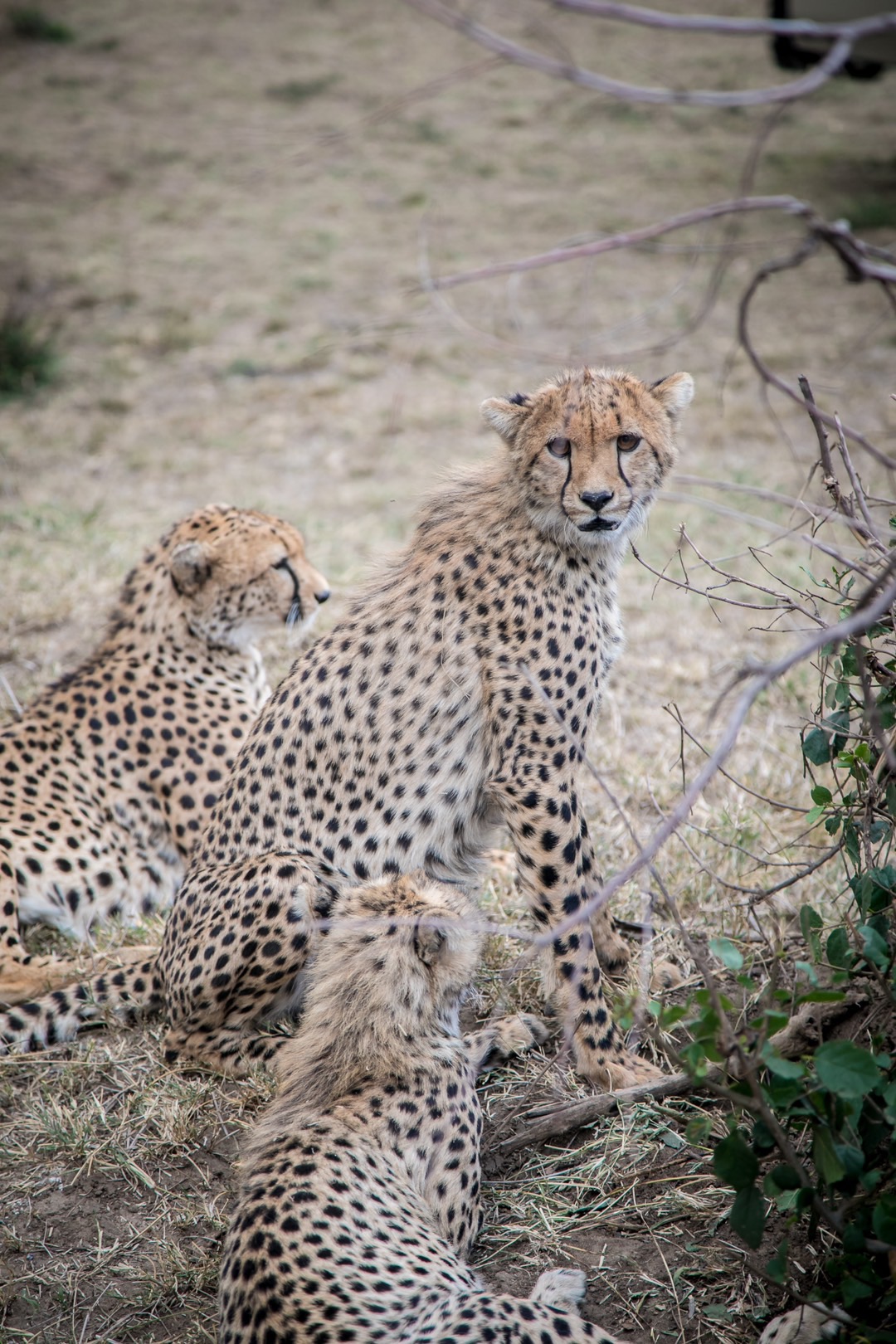 "we were less than 2 meters from the leopard family, I could feel their breathing and body warmth, yet they showed no alert or fierceness, unbothered by our curiosity and excitement."