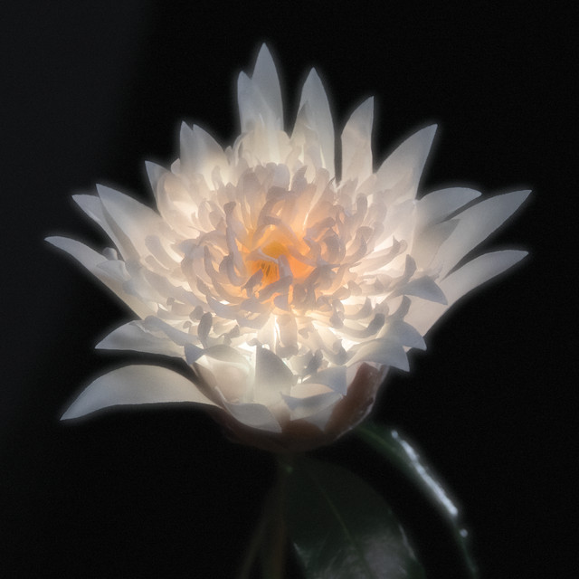 Telenova - Time Is A Flower (Telenoir Versions) [2024]