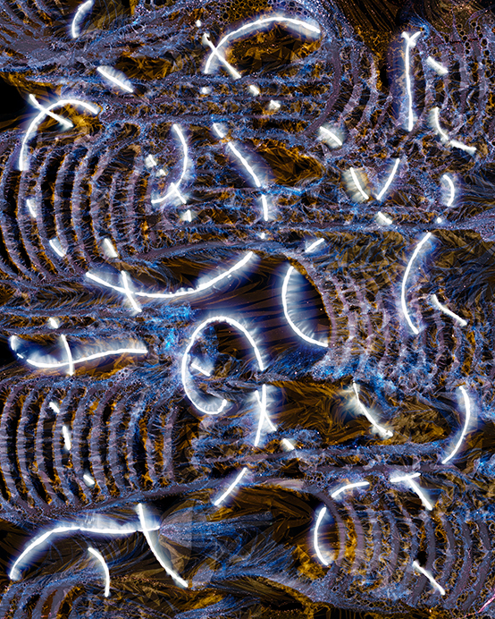 To Pull an Eyelid #12024Light drawing and tampered negative, archival pigment print, 40 x 32 inches