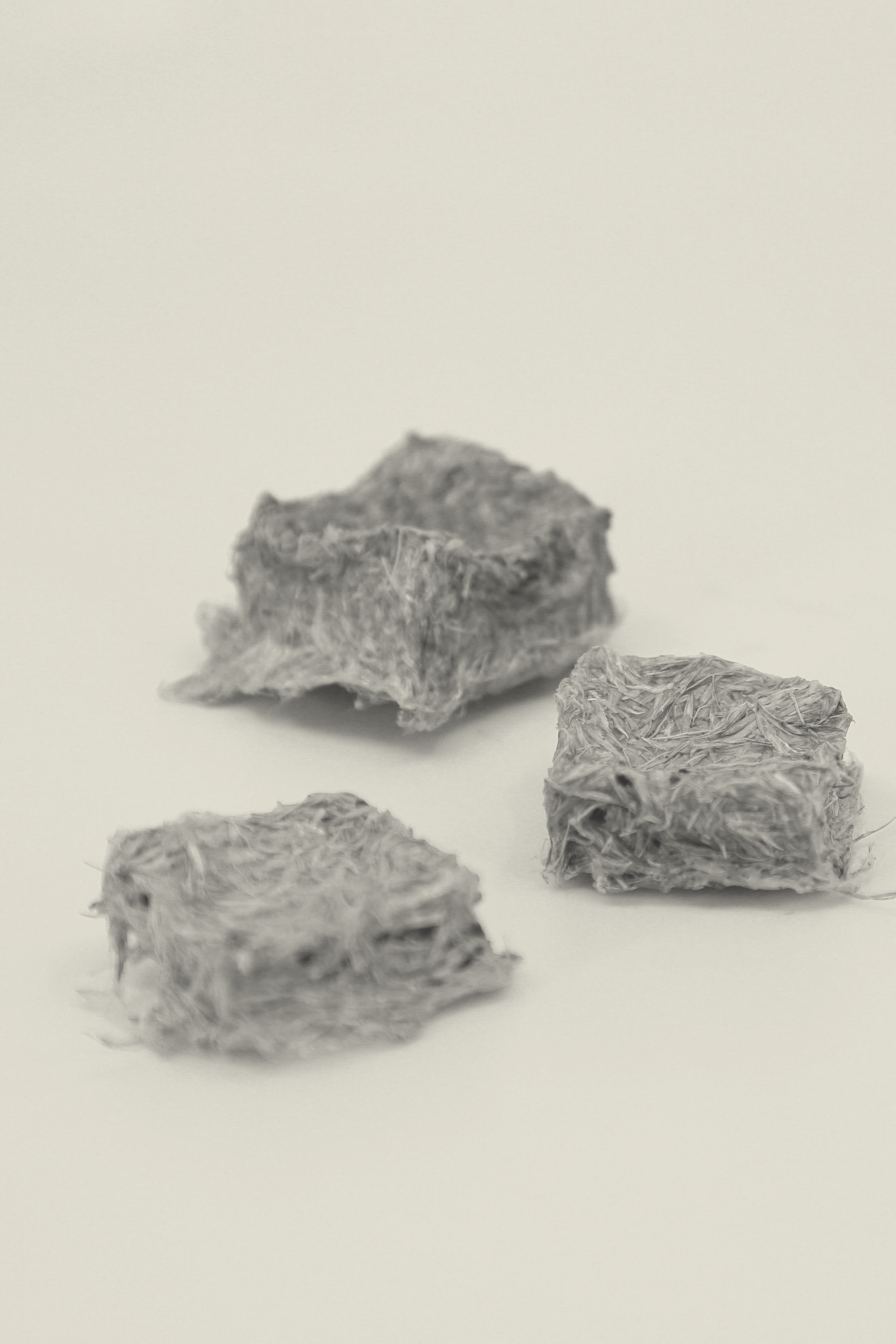 How might we explore a harmonious relationship with nature deemed “invasive”?