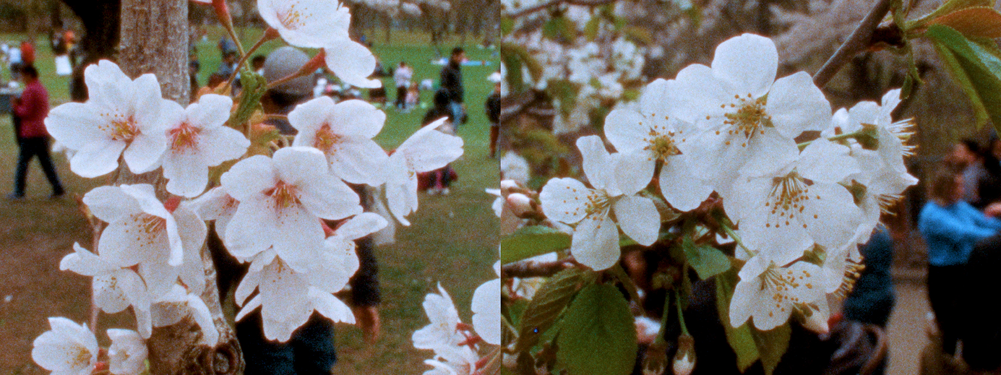 Cherry Blossoms (2025)