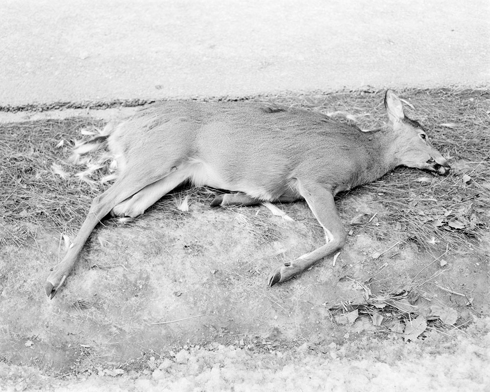 Sinking Into The Freshly Thawed Ground, 2022. Archival Inkjet Print, walnut  frame. 16x20&rdquo;