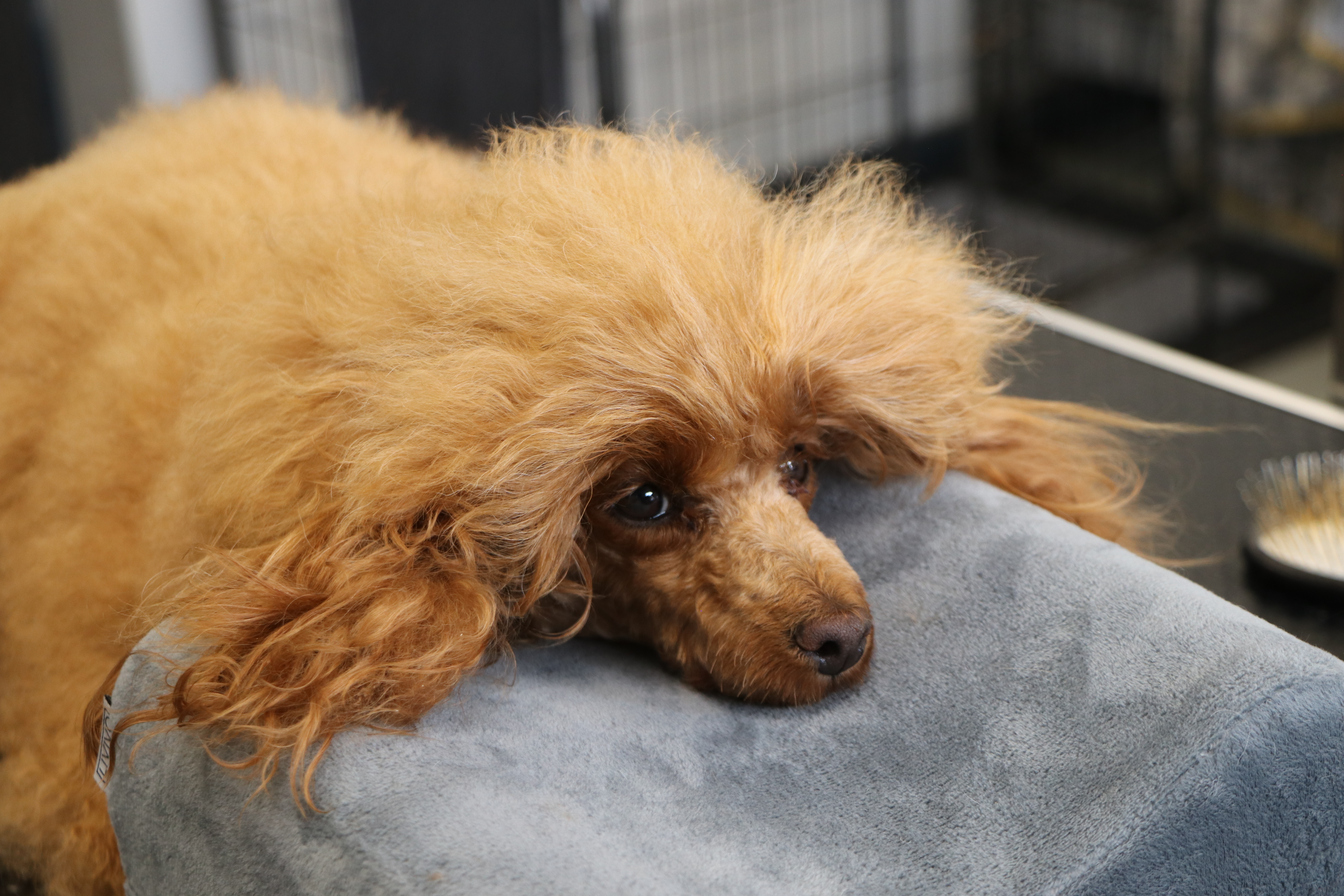 A golden toy poodle relaxes it's head on a grey pillow while being dried in the salon