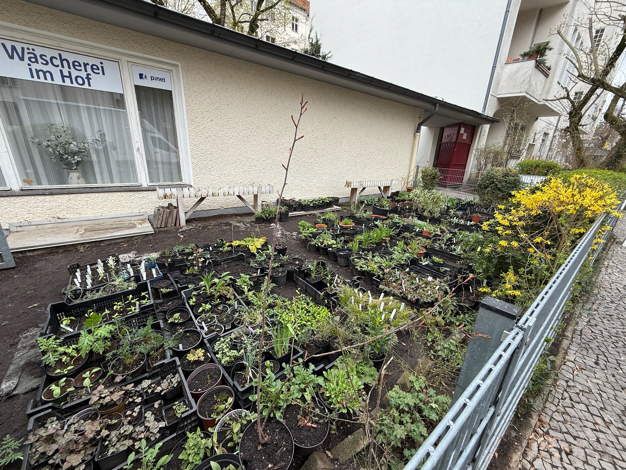 A local gardener propagating plants to distribute to neighbors to plan along the parkways and in front gardens for the passersby to enjoy.