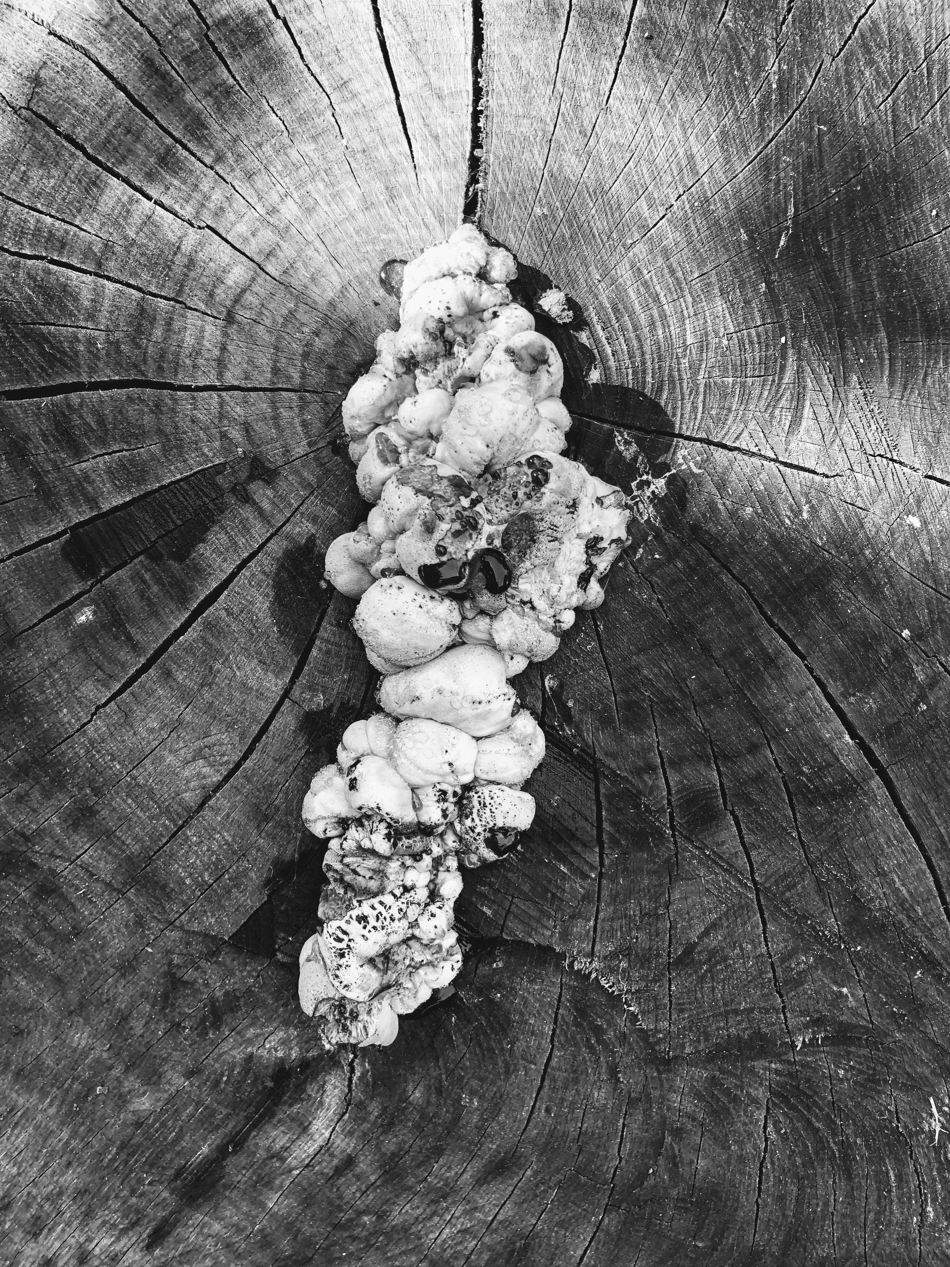 Fungo, Orto Botanico, Bologna, 20-10-18