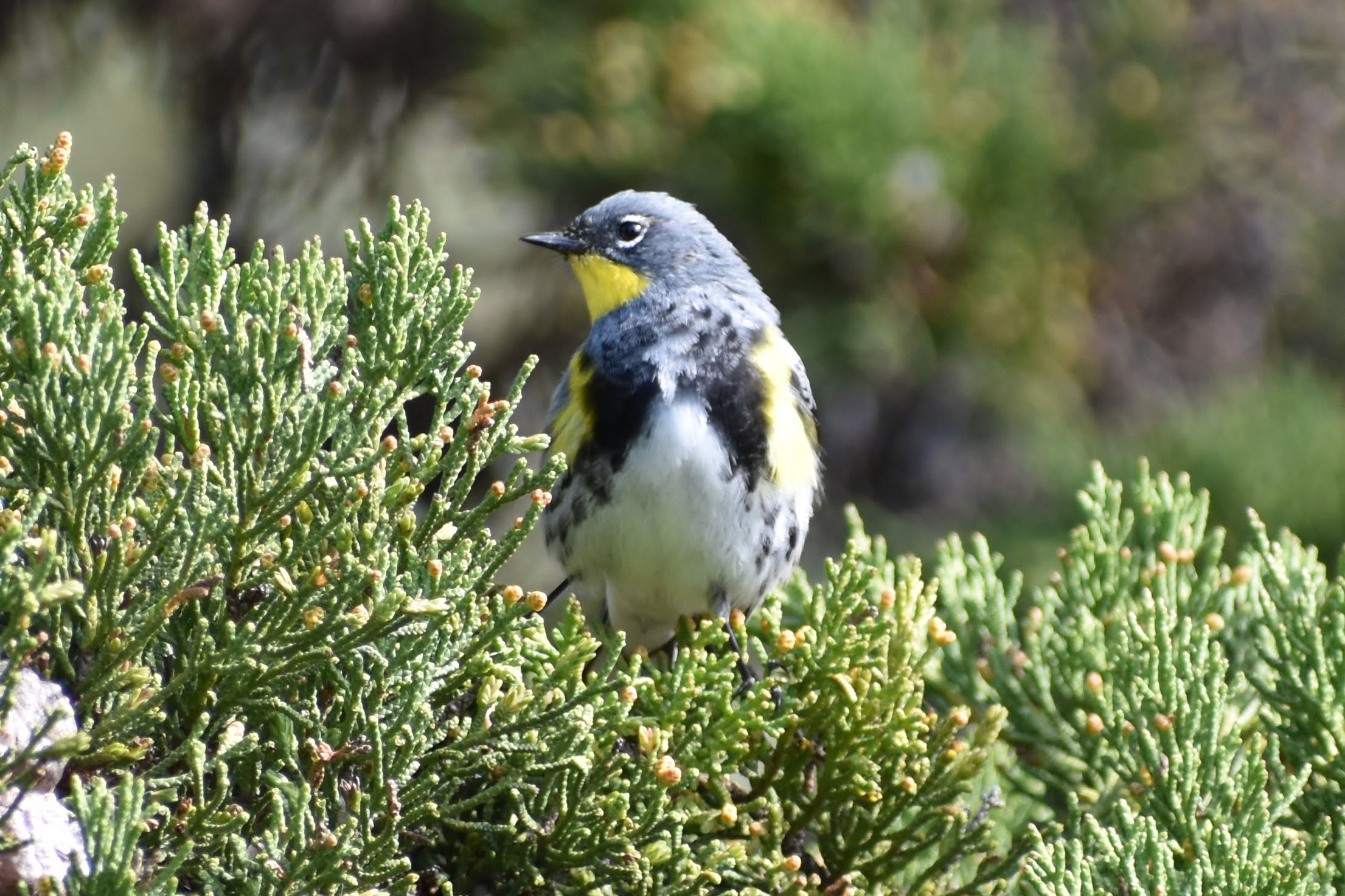 Yellow Rumped Warbler, San Francisco, CA