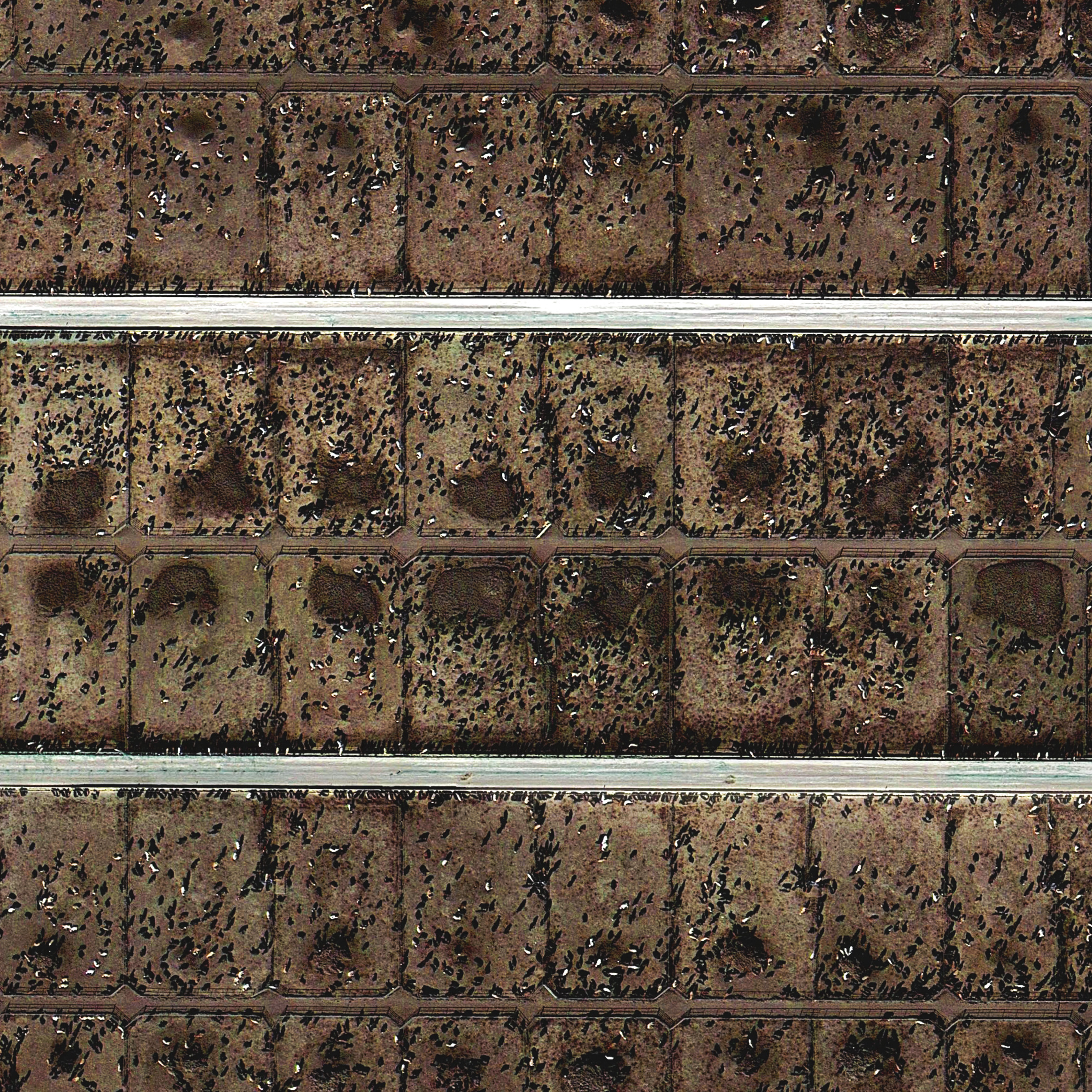 Randall County Feedyard, Amarillo, Texas (detail)