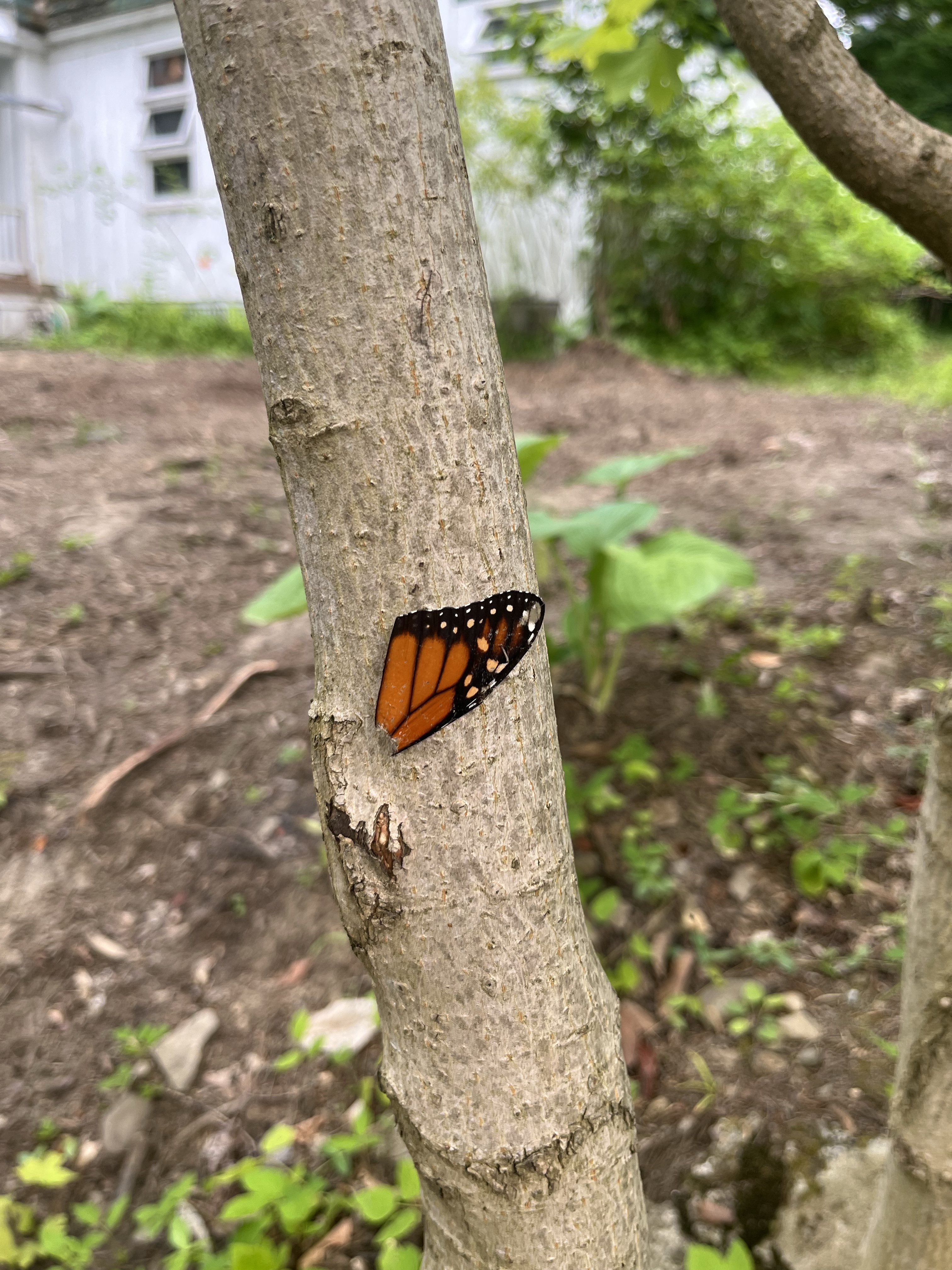 She got lost. I gifted her to my friend Marshall 