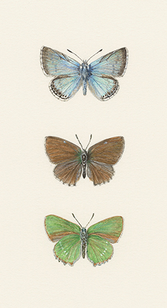 Chalkhill Blue + Green Hairstreak