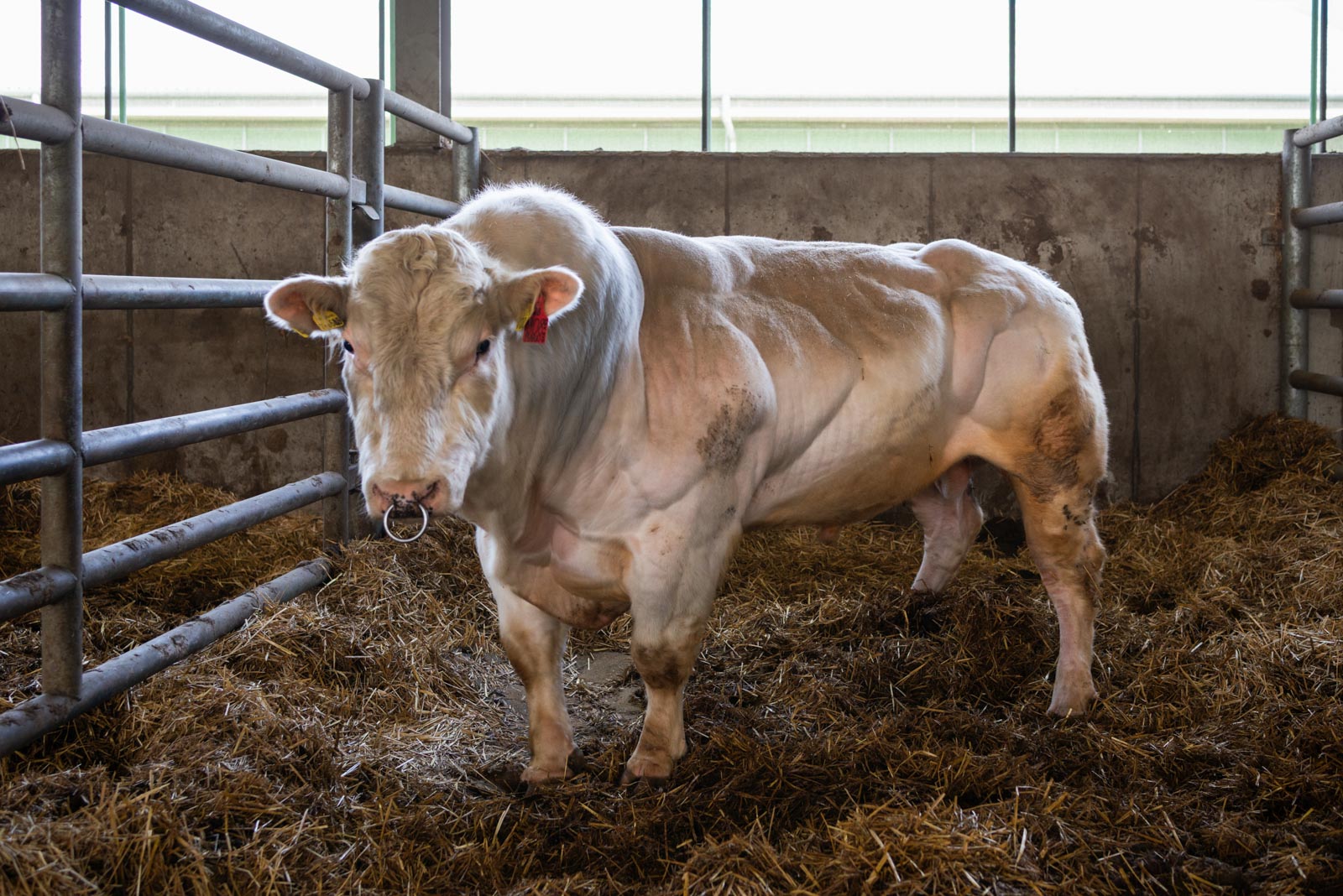 Mario, a British Blue breeding bull. Mezohegyes, Hungary, 2022.