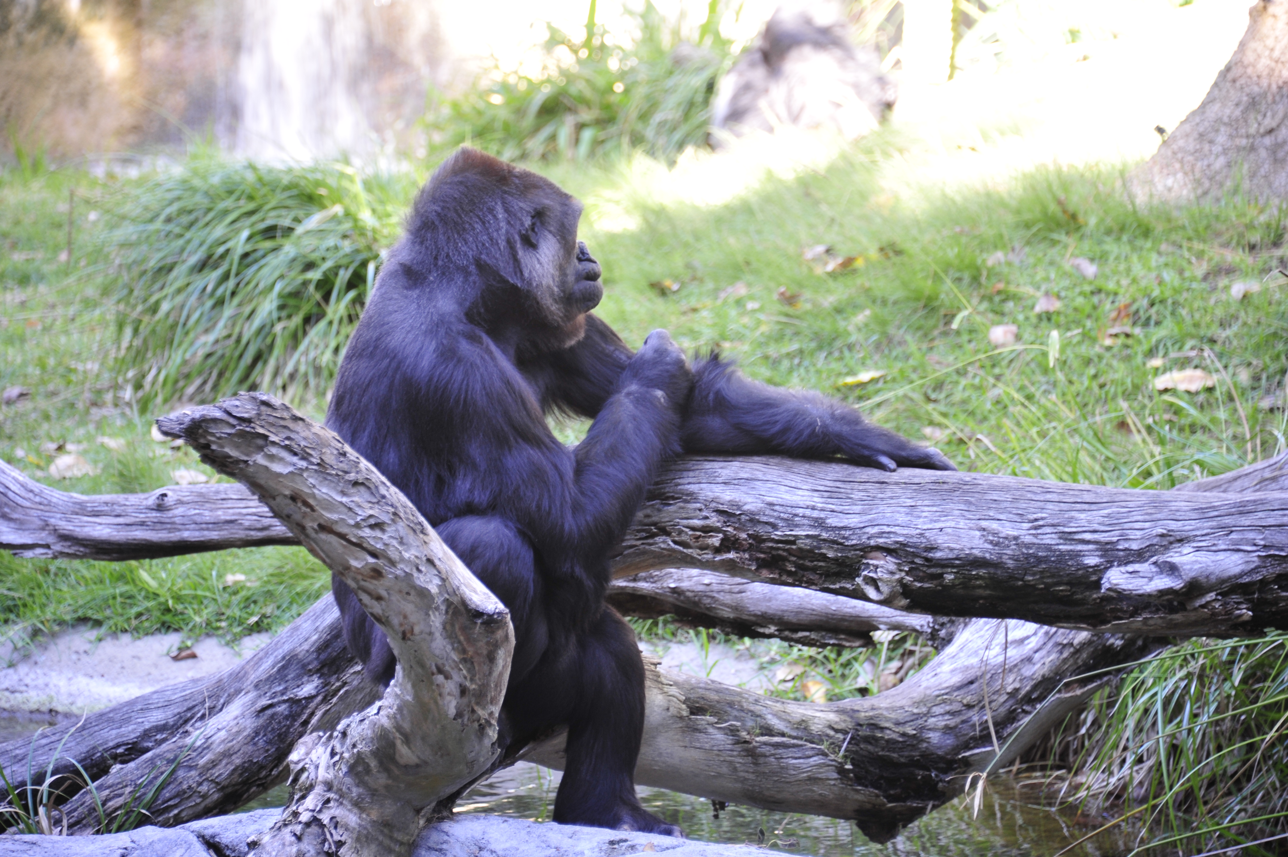 DSC 6524 San Diego BUY THIS PRINT