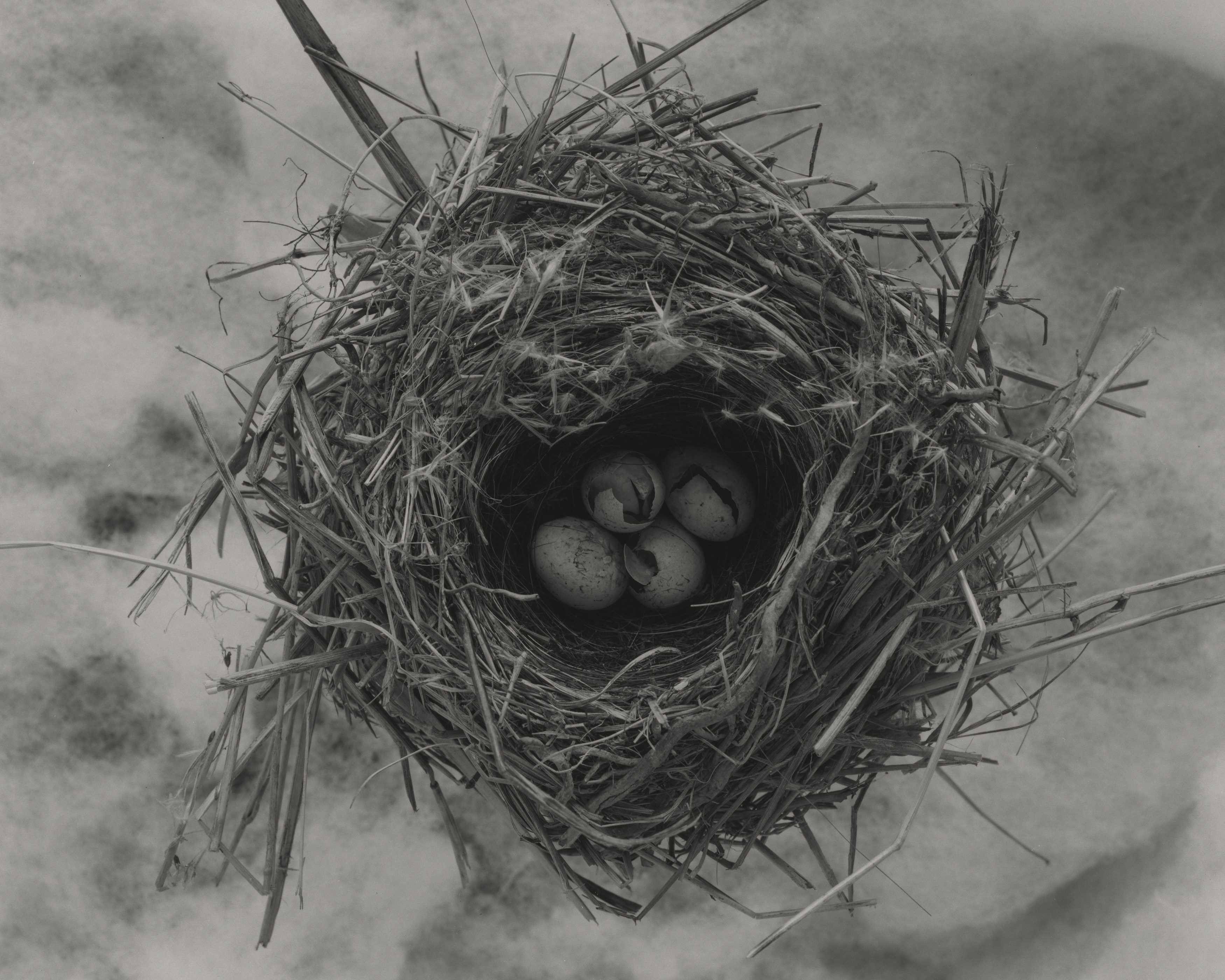 Hedge Sparrow with eggs