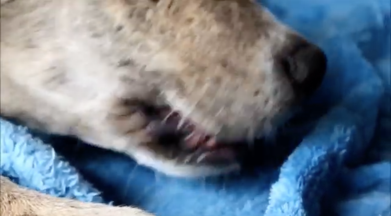 closeuo if a dog's mouth, still from music video The Other Katie by The Newport Dolls filmed by the Sinclair-Lathams