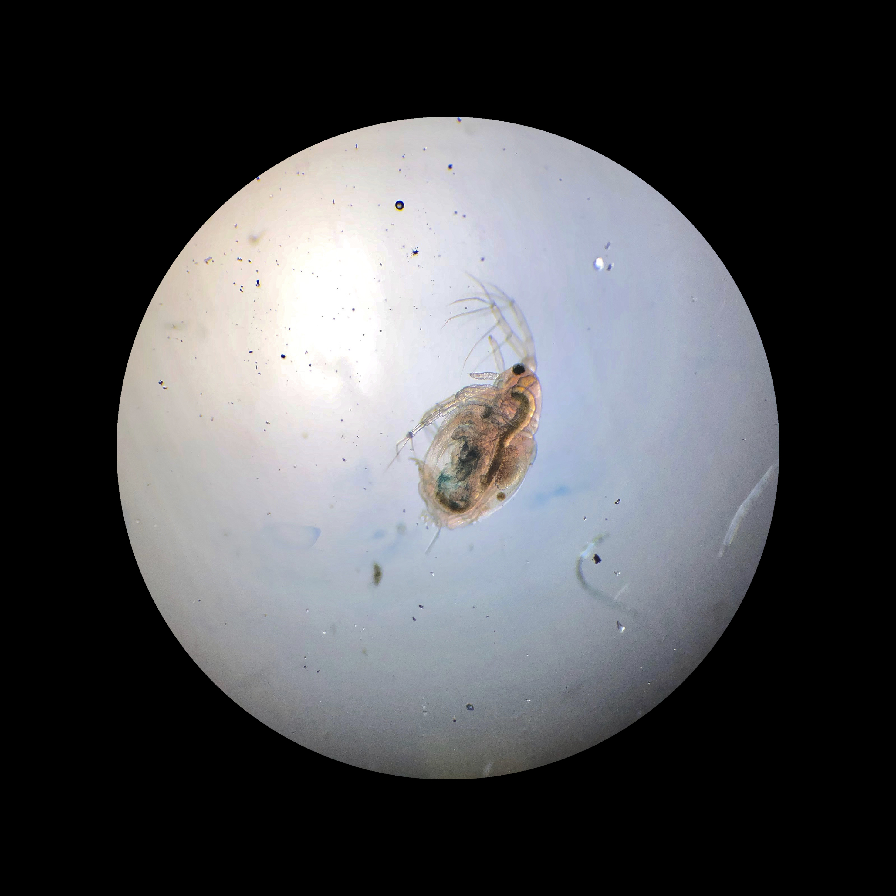 Daphnia Pulex