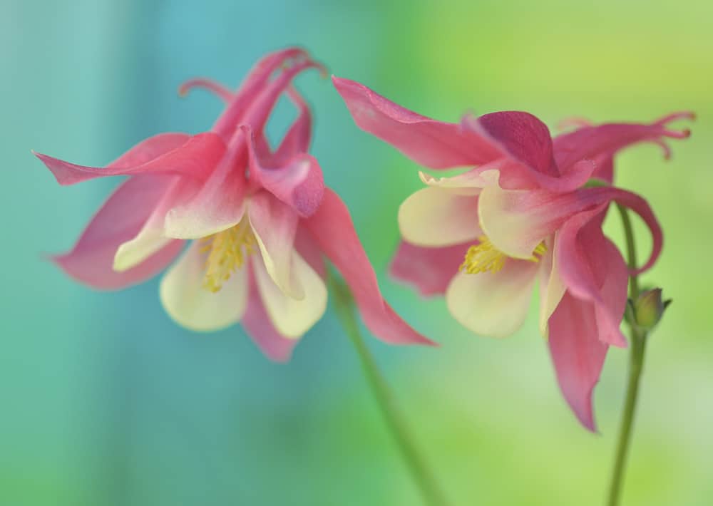 Nr. 160 Akelei / Aquilegia