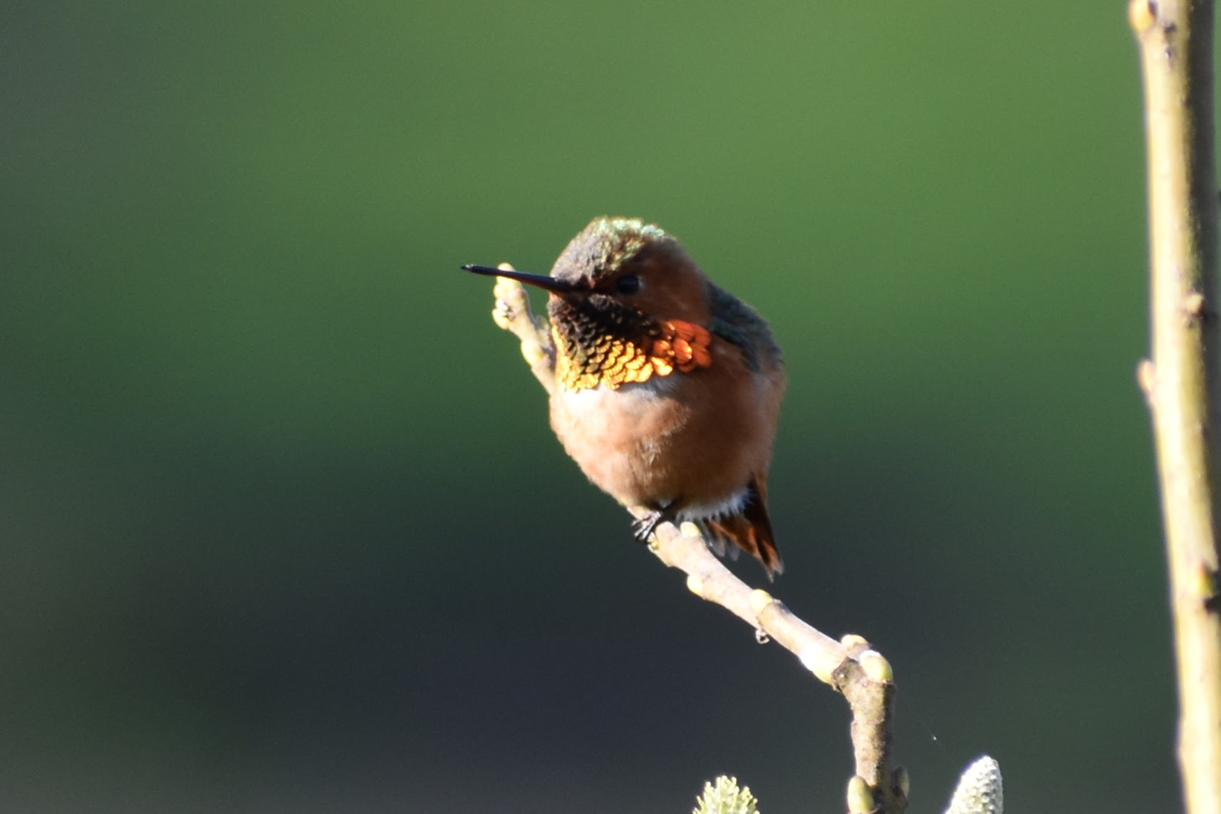 Allen's Hummingbird, San Francisco, CA