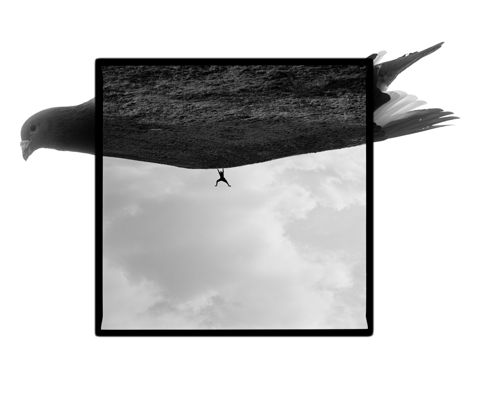 1995 03Carrier-PigeonPoštový holub