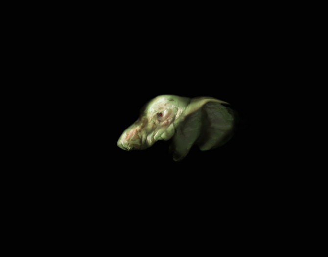 Gymnosphaerium