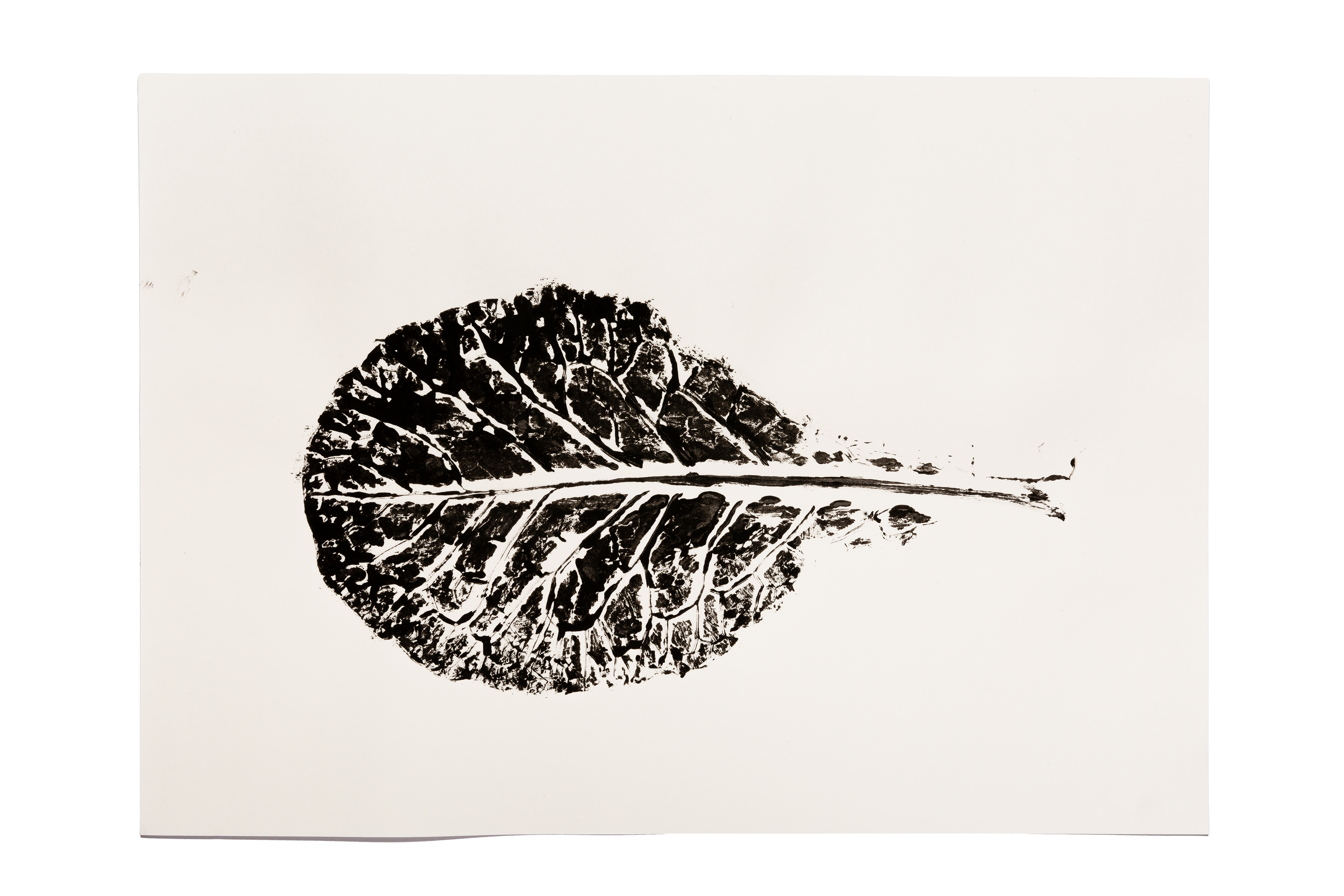 Wisliana: Brazillian ingredients, Creative direction