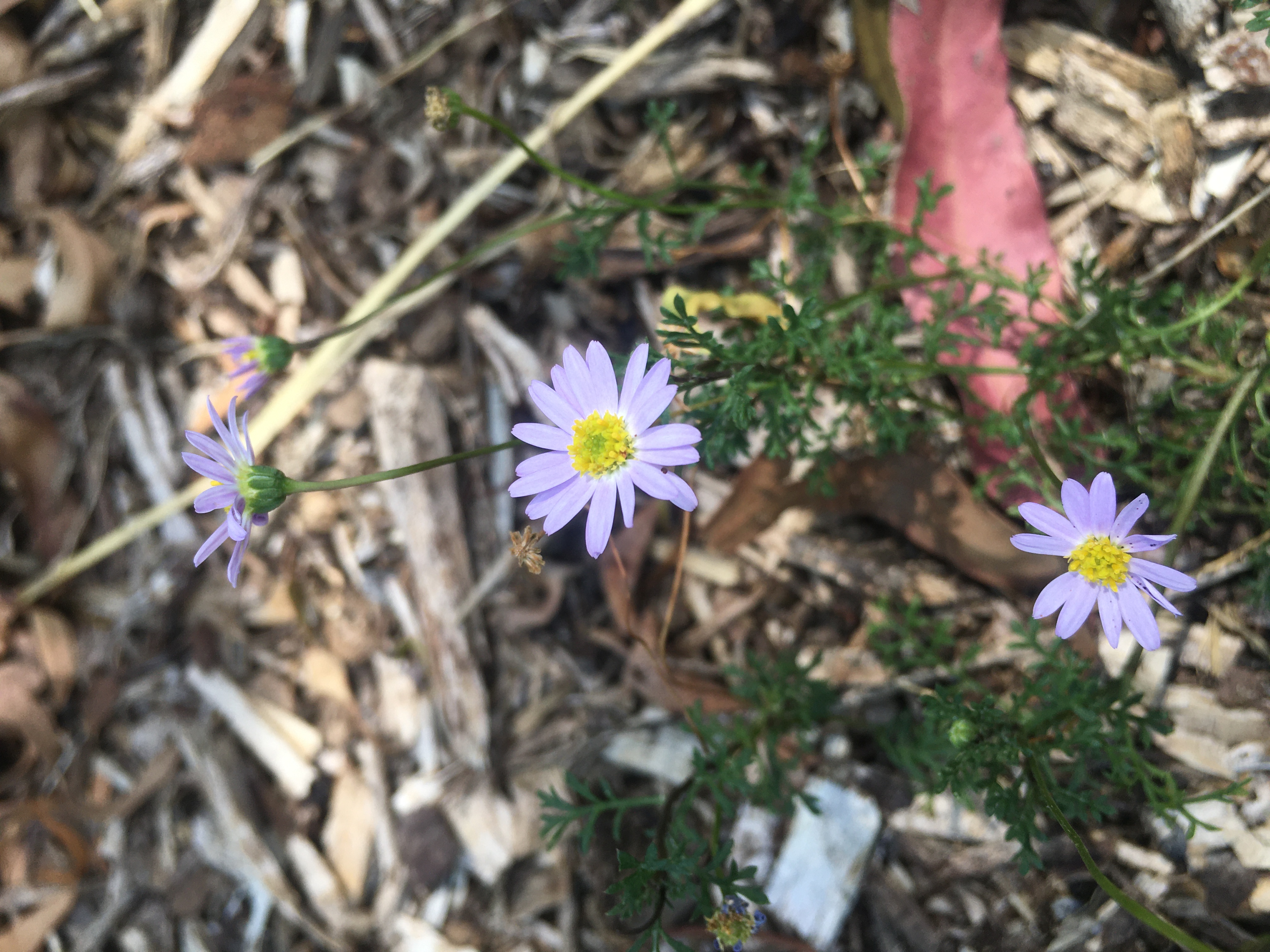 brachyscome multifida (cut leaf daisy)