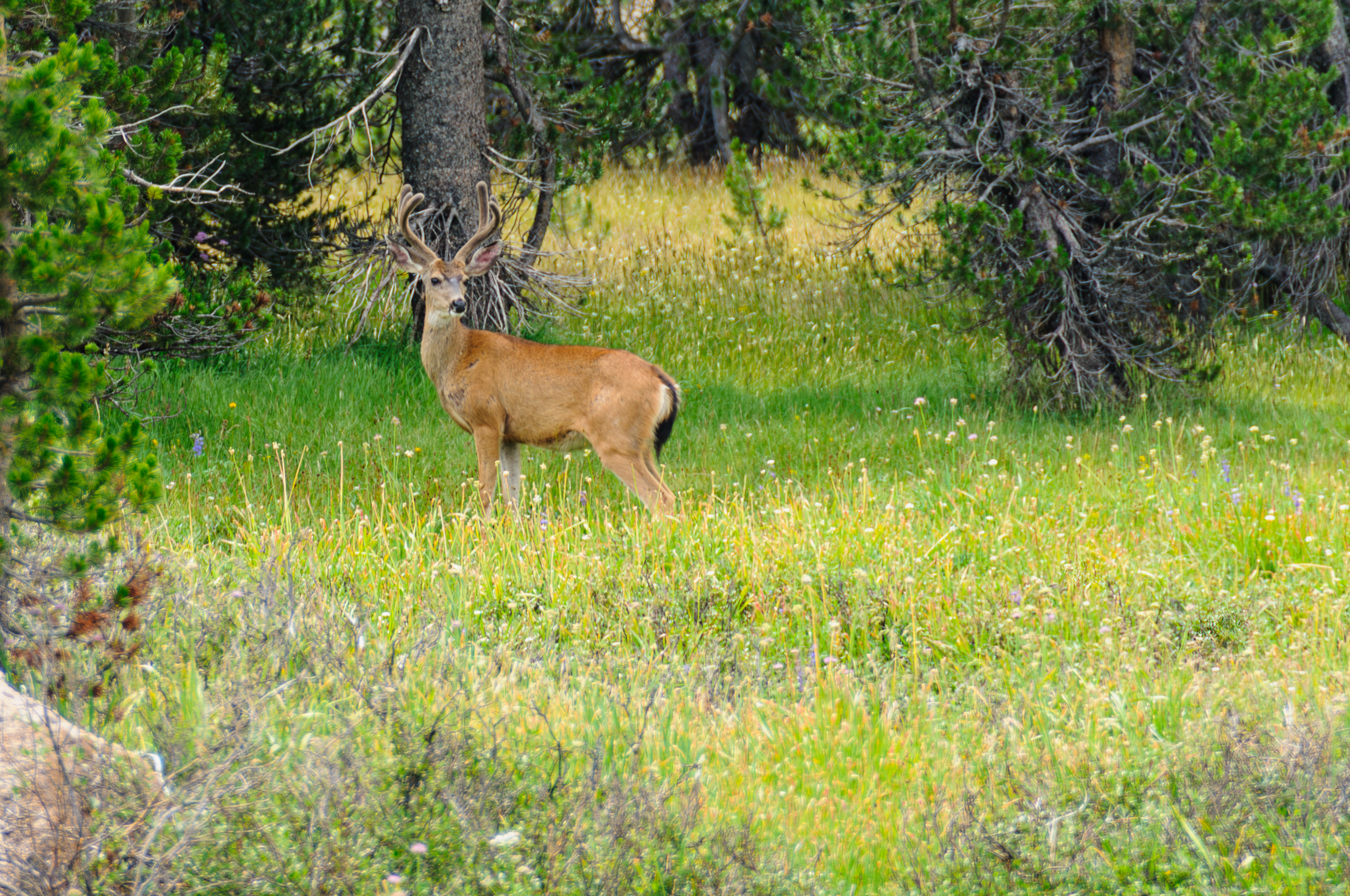 Le parc national de Yosemite, Sierra Nevada, à l'est de l'État de Californie.