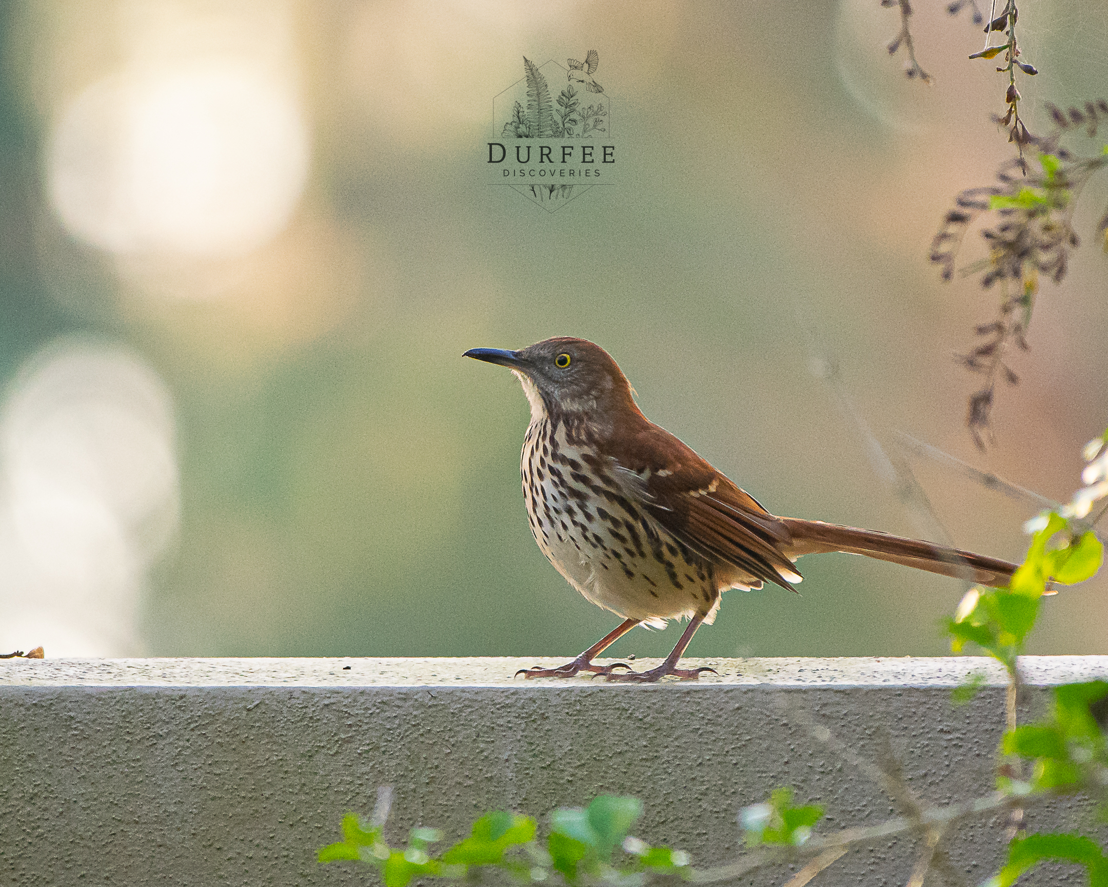 Brown Thrasher - Palm Harbor, FL