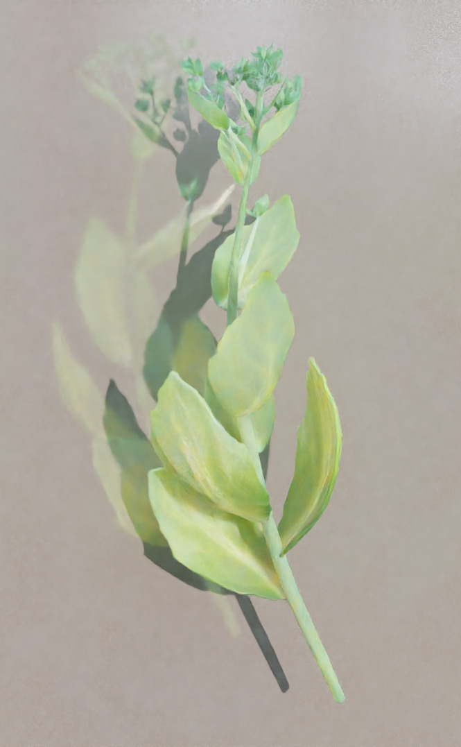 Sedum (Stonecrop, July) (2021, 0 x 0px)