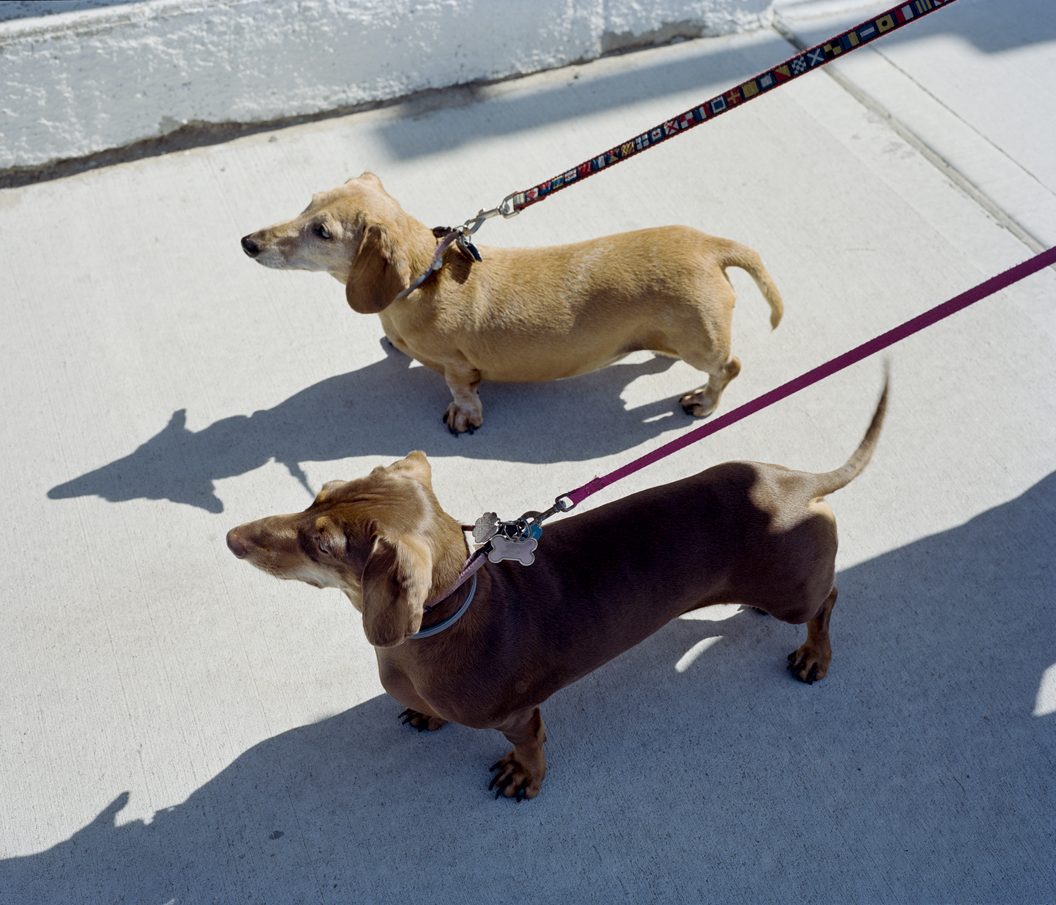 Purebred wieners. Watch Hill, Rhode Island, USA, 2020.