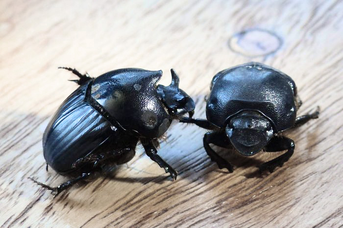 Pop Plant hand mixes Biochar in most of soils for increased microbial activity and water retention. Here is a fantastic example of using dung beetles to bury the carbon!