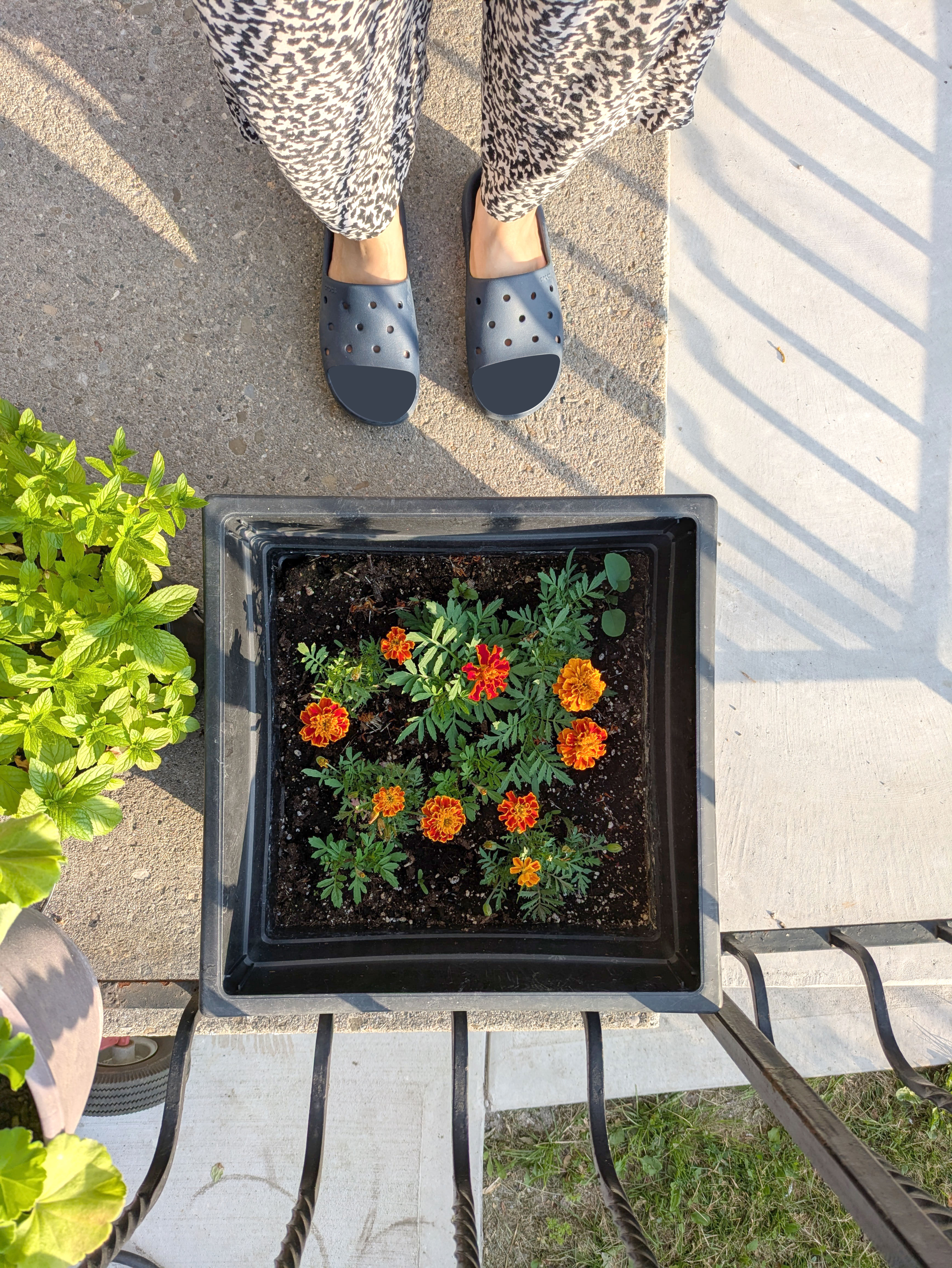 Jul 8, 2025: Marigolds