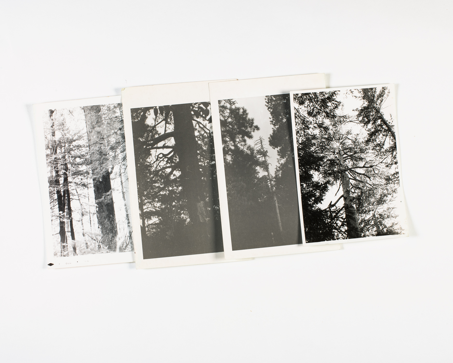 Tree sequence, photographs by Alan Jones