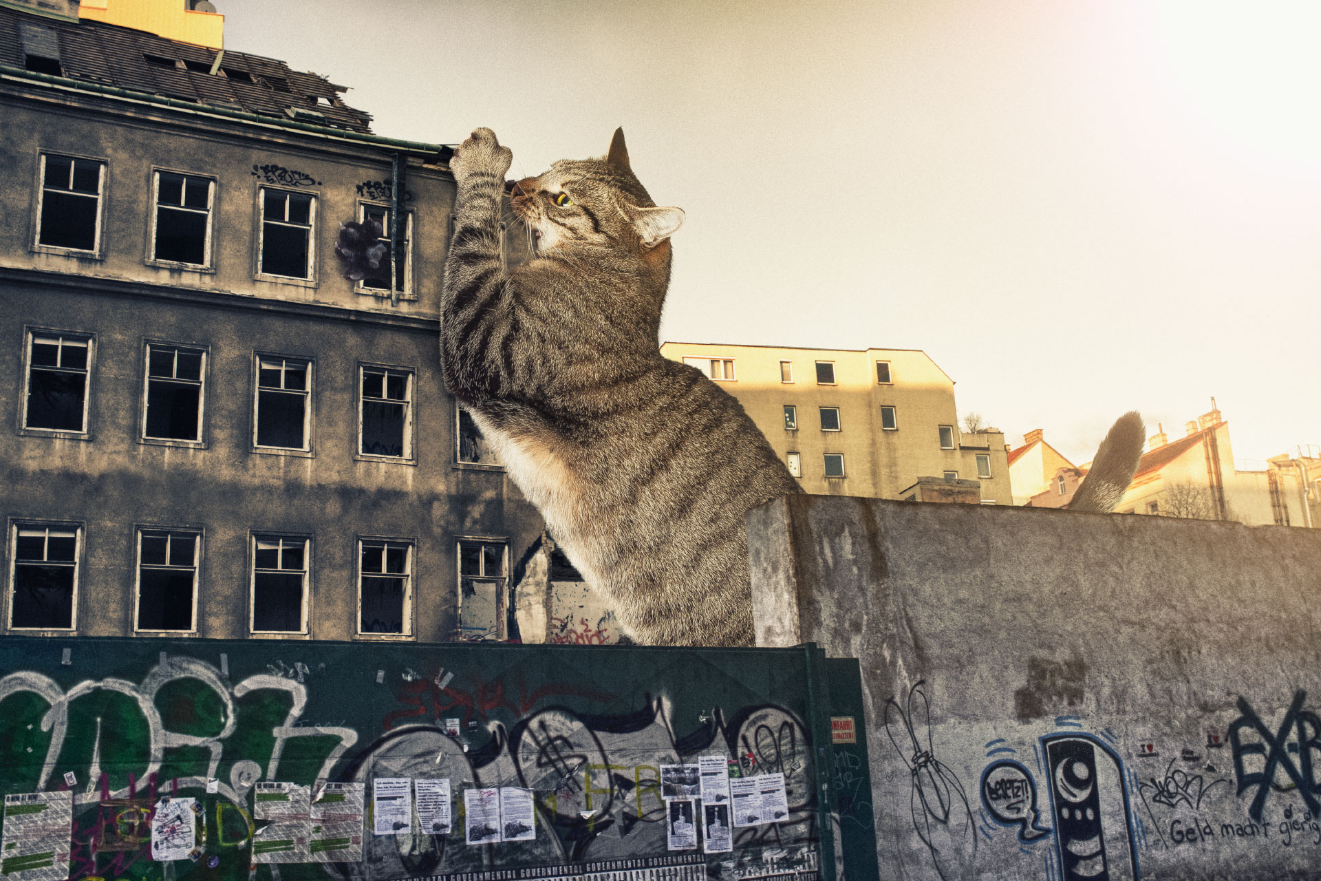 Неделя большими кошками. Гигантский кот в городе. Гигантская кошка в городе. Огромный кот в городе. Коты в городе.
