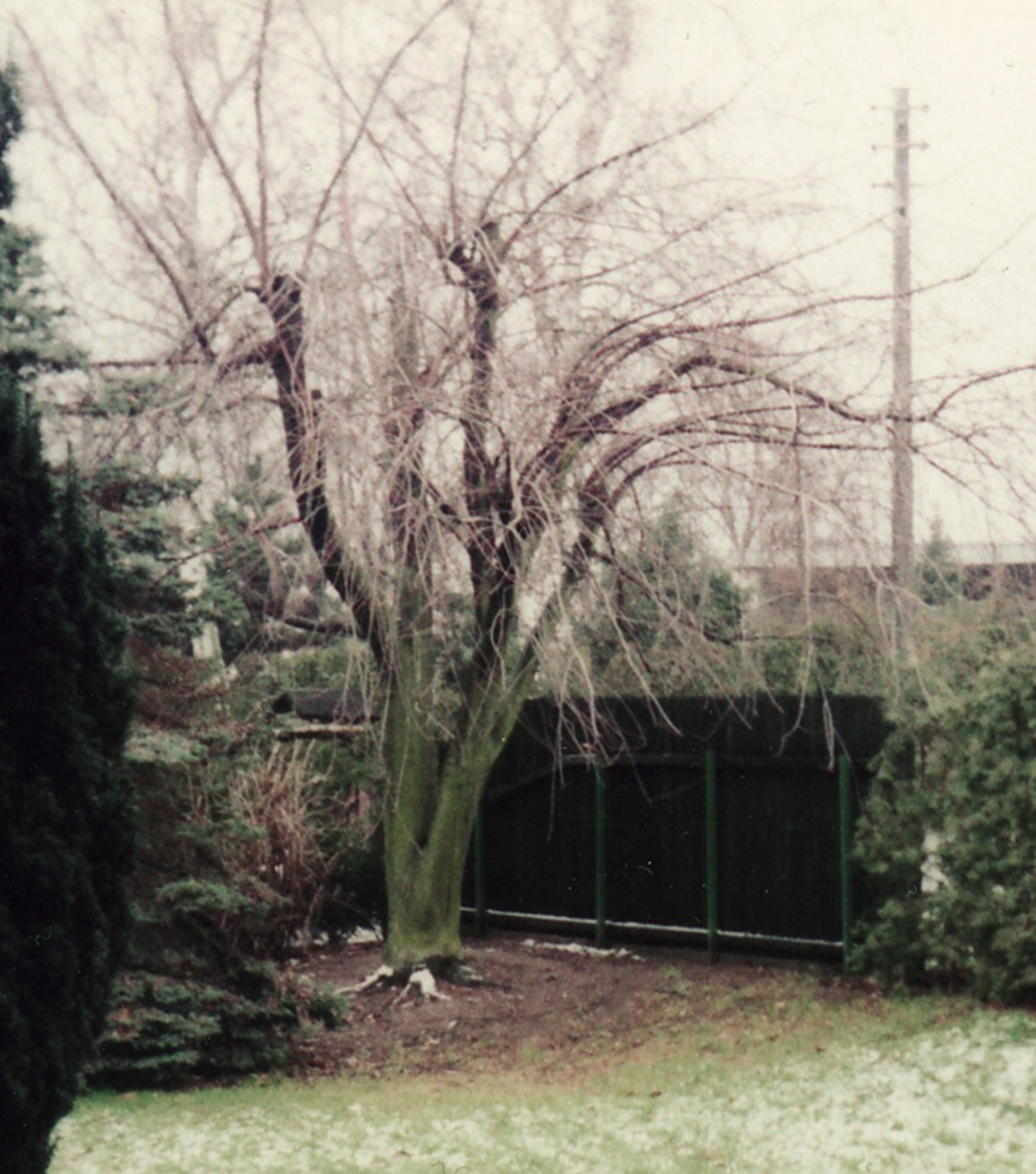 Silberahorn, Acer saccharinum