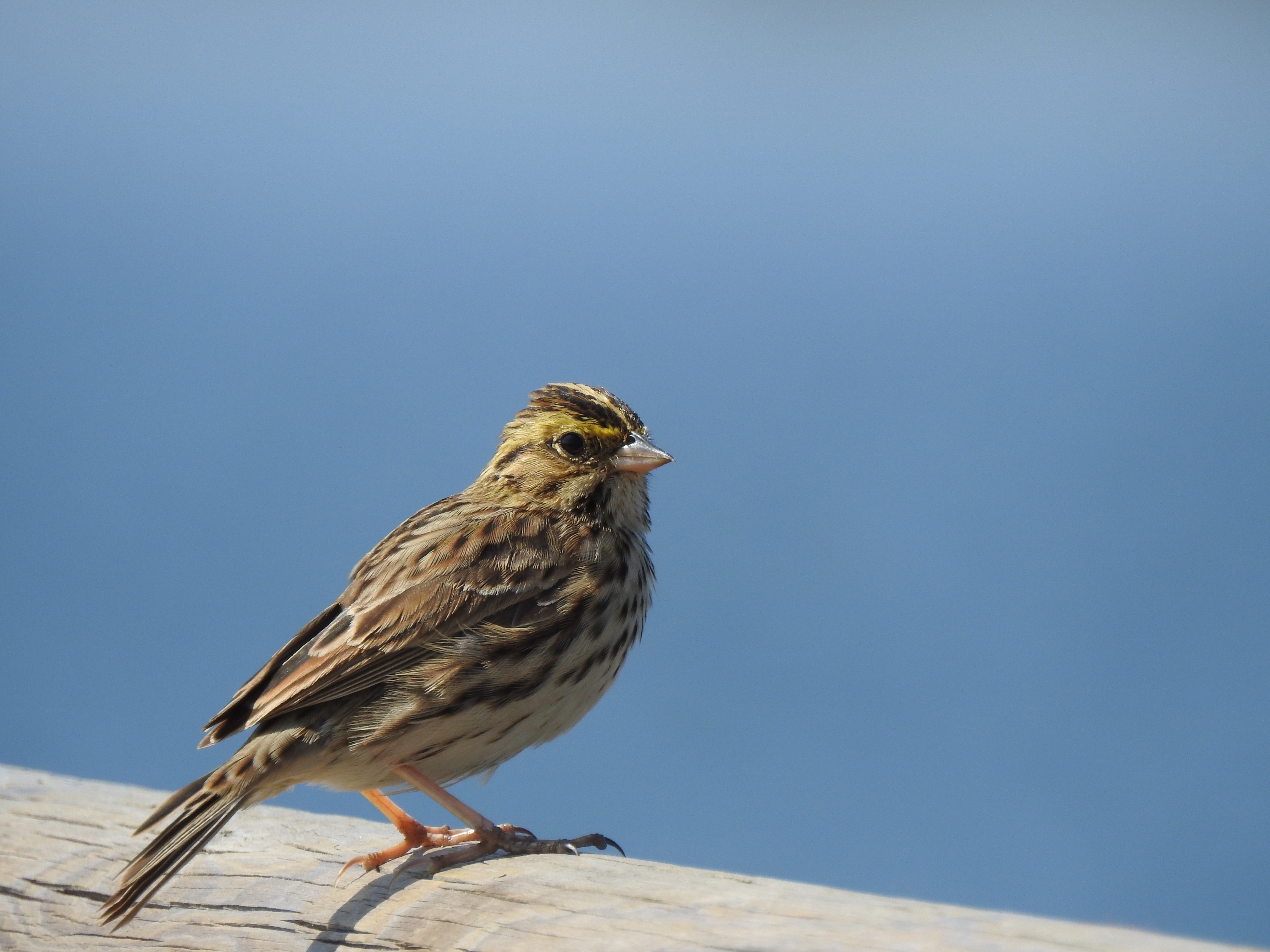 Savannah Sparrow 稀树草鹀