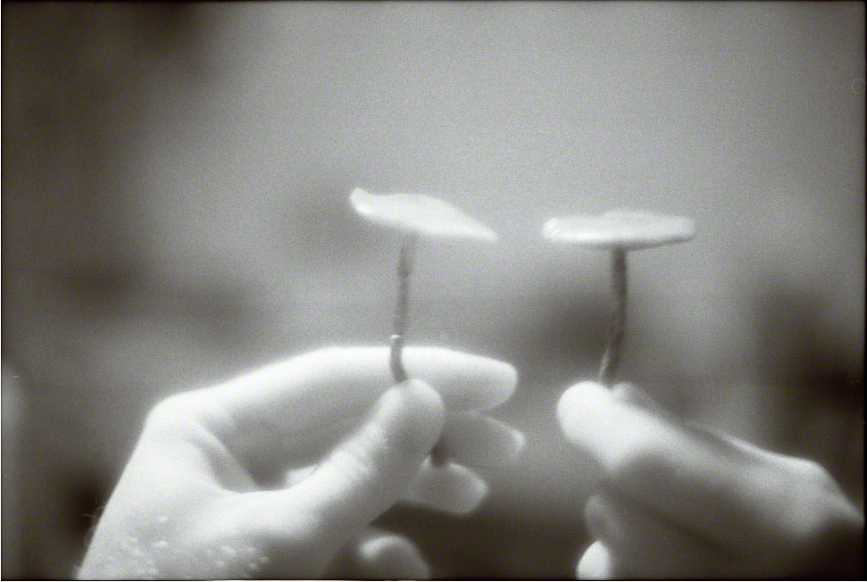 3/3Stropharia cubensis, Kumukumu, 1998 (980601_019)