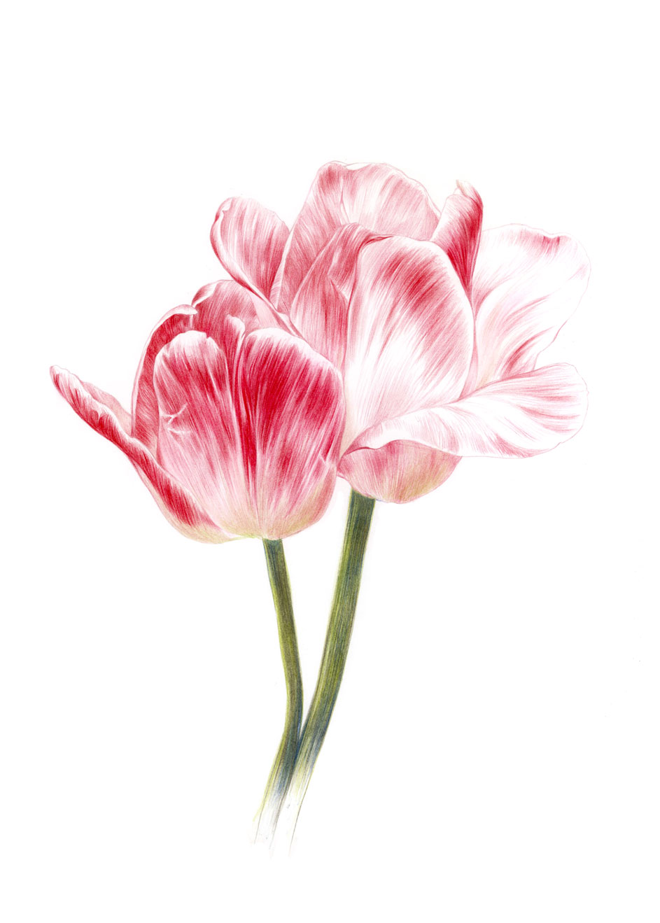 Tulips