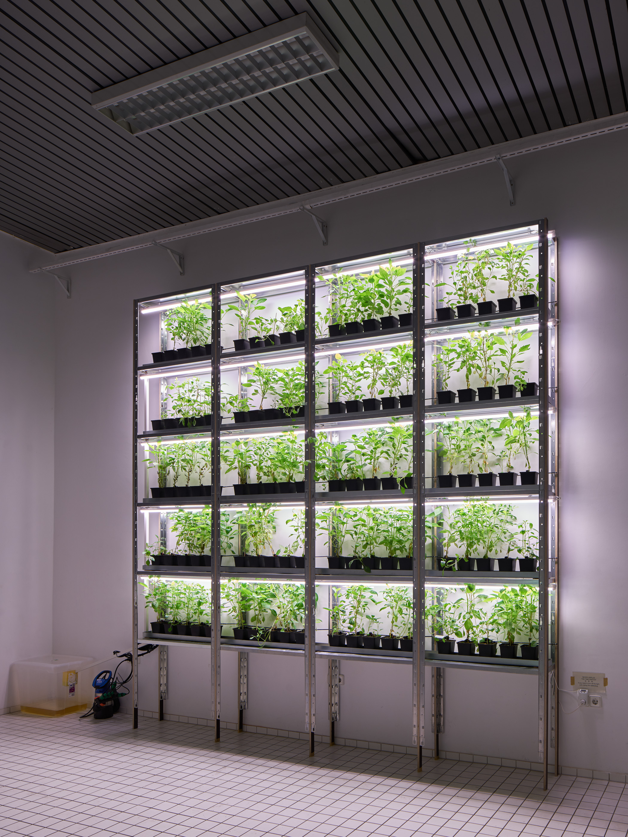 Flowertokens @ Trust, Berlin. Kunde: Paul Kolling / terra0.