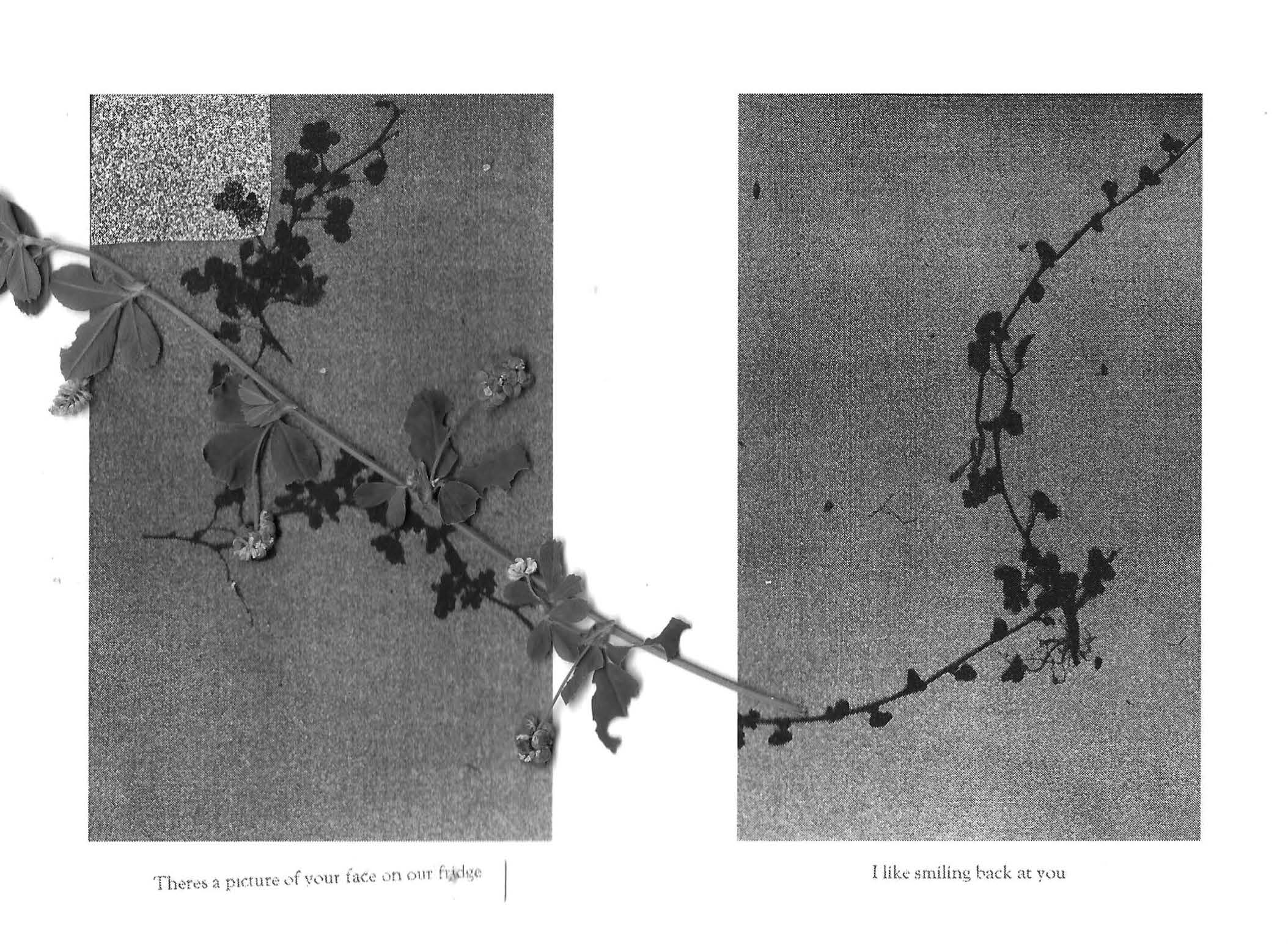 RUDERAL SPECIES — Makena Janssen