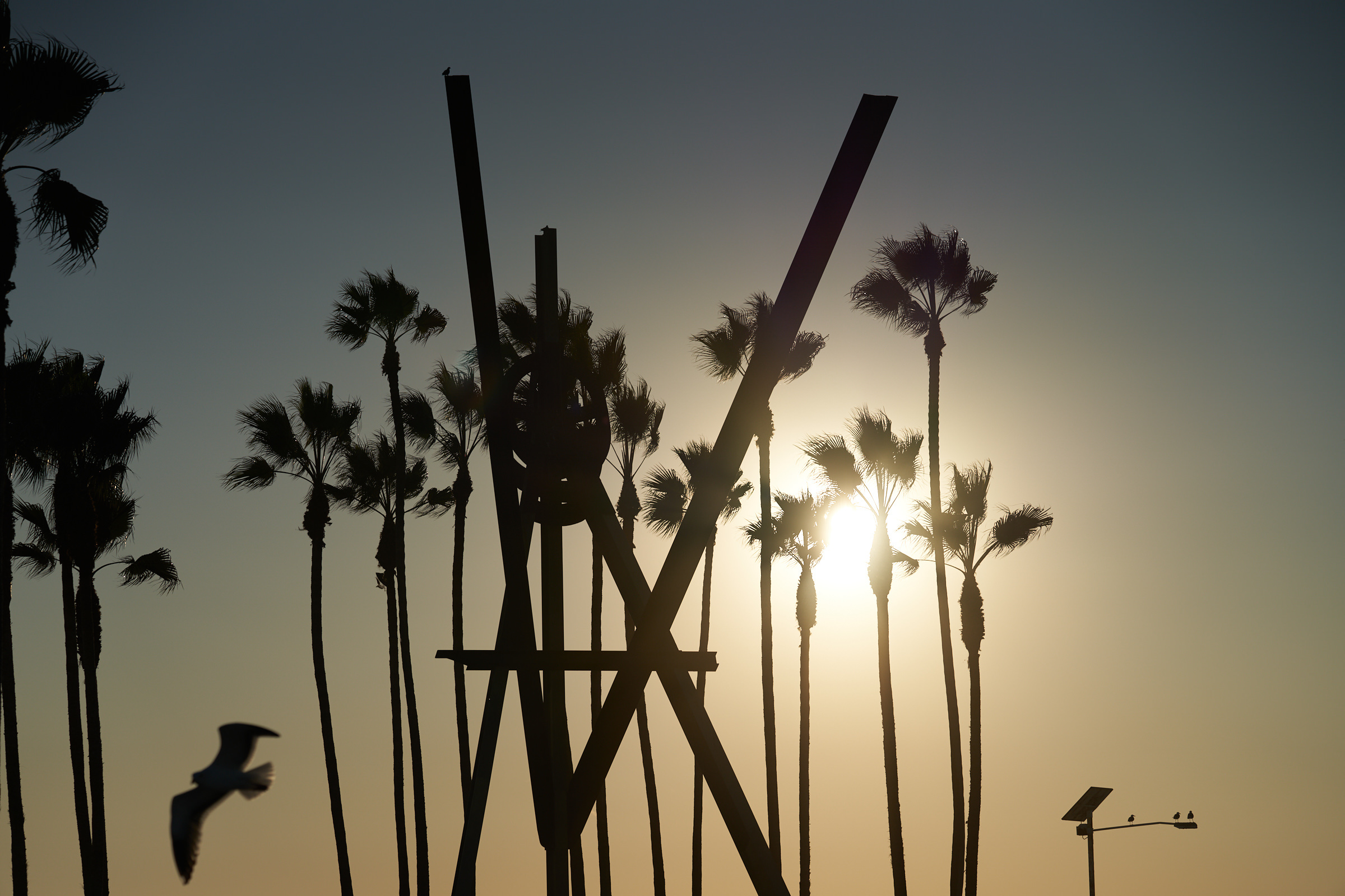 Gegenlichtaufnahmen von Palmen am Venice-Beach.