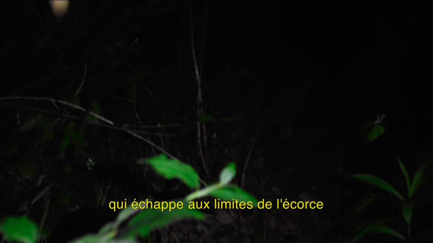 Poème à travers le bois