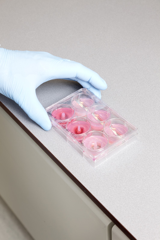 artificial meat / Guardian Weekend Magazine 