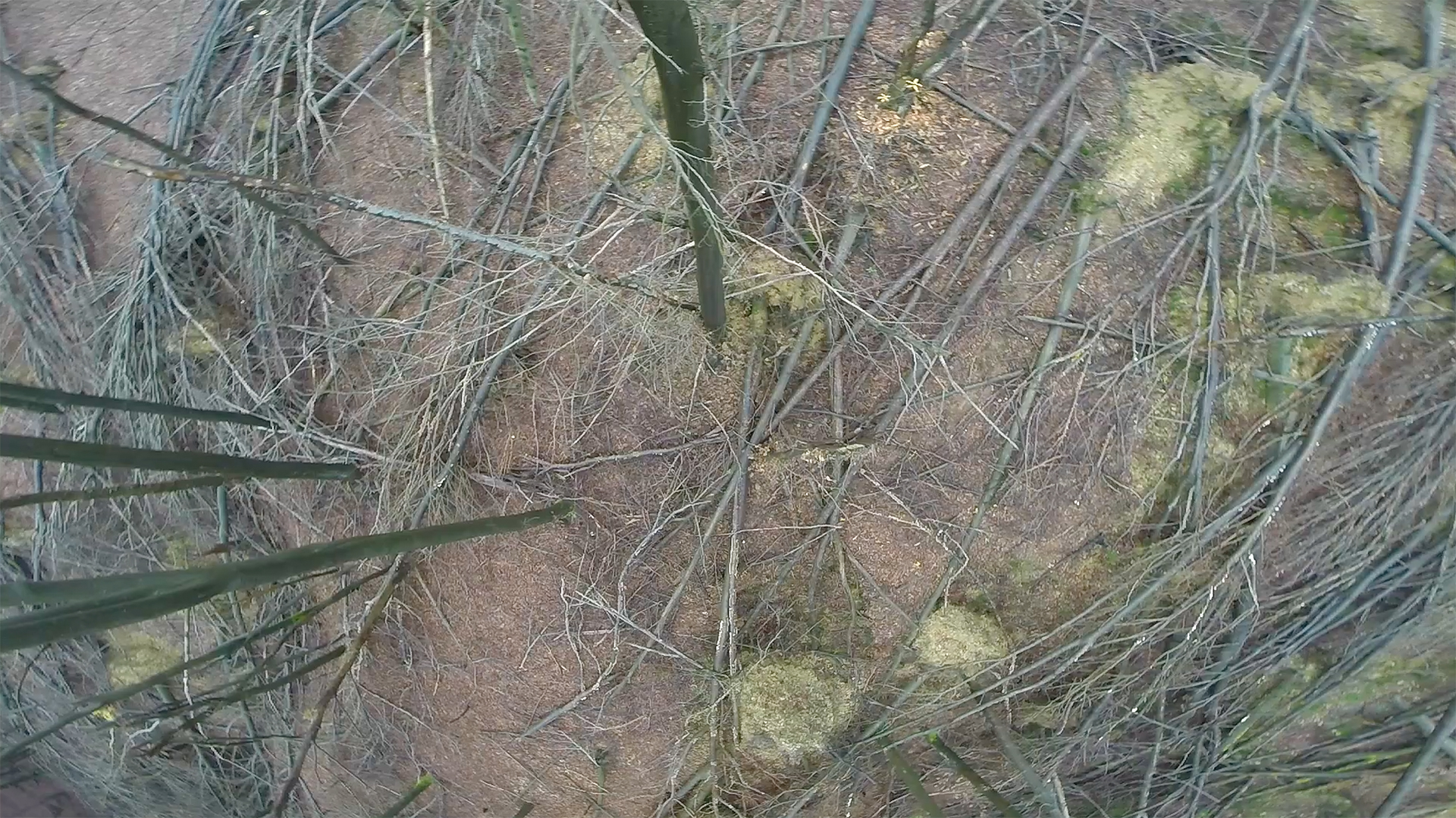 3600 fallen trees, video, 2014