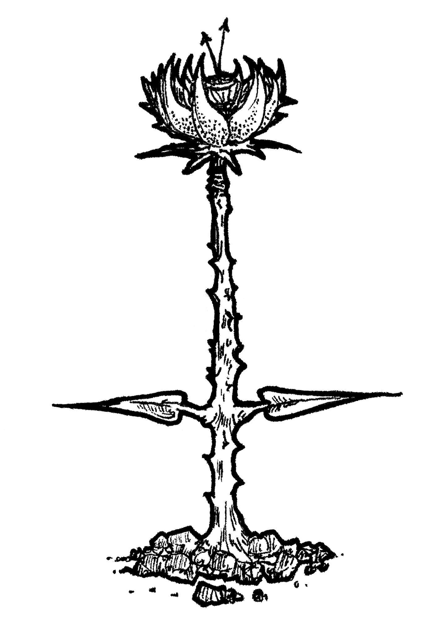 'Hellflower' candle illustration